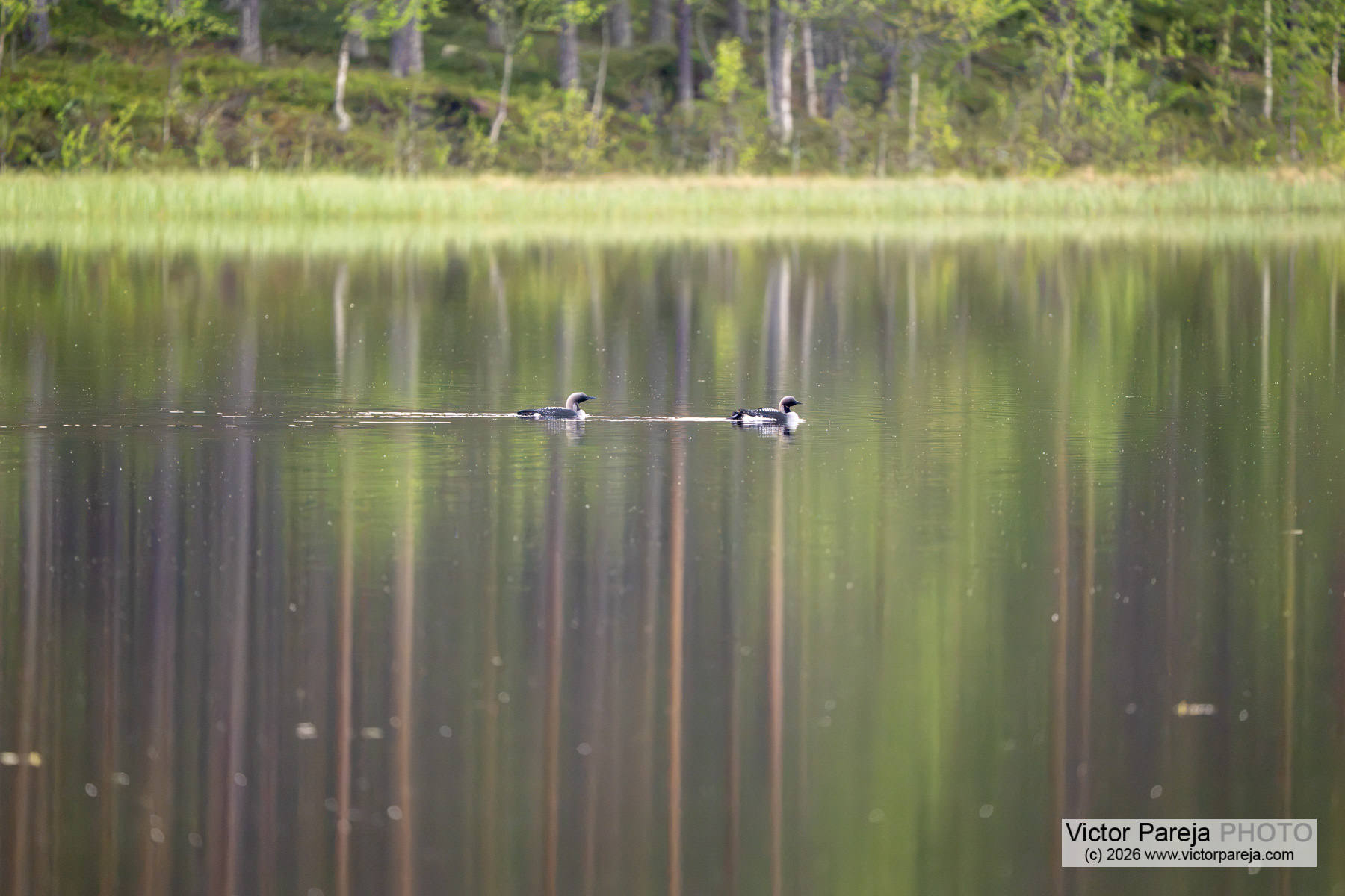 Prachttaucher / Black-throated Diver / Colimbo ártico (Gavia arctica)