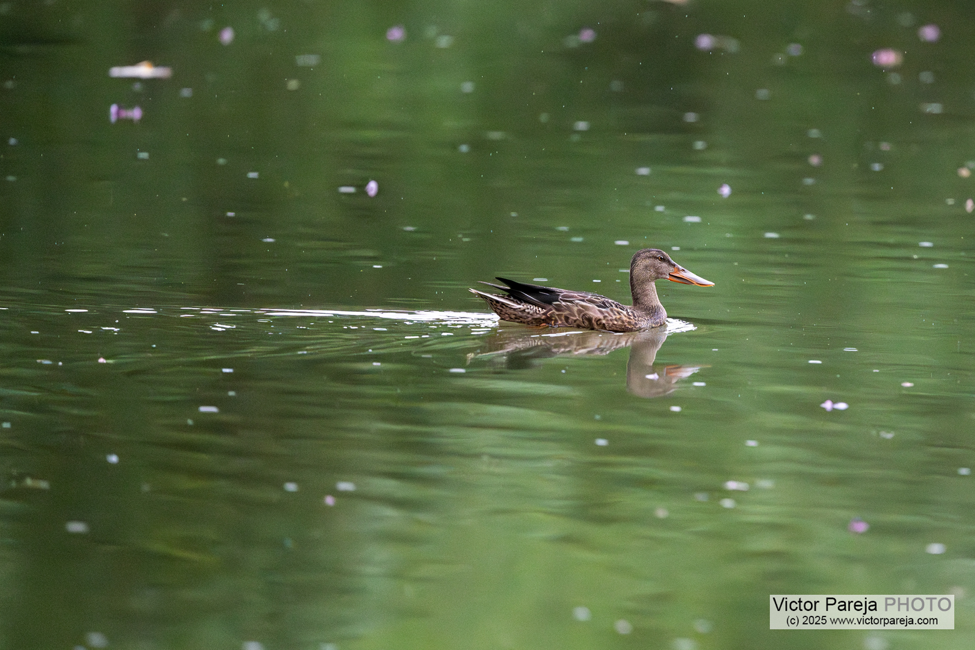 Löffelente (Northern Shoveler) Spatula clypeata [Tokyo, Japan]