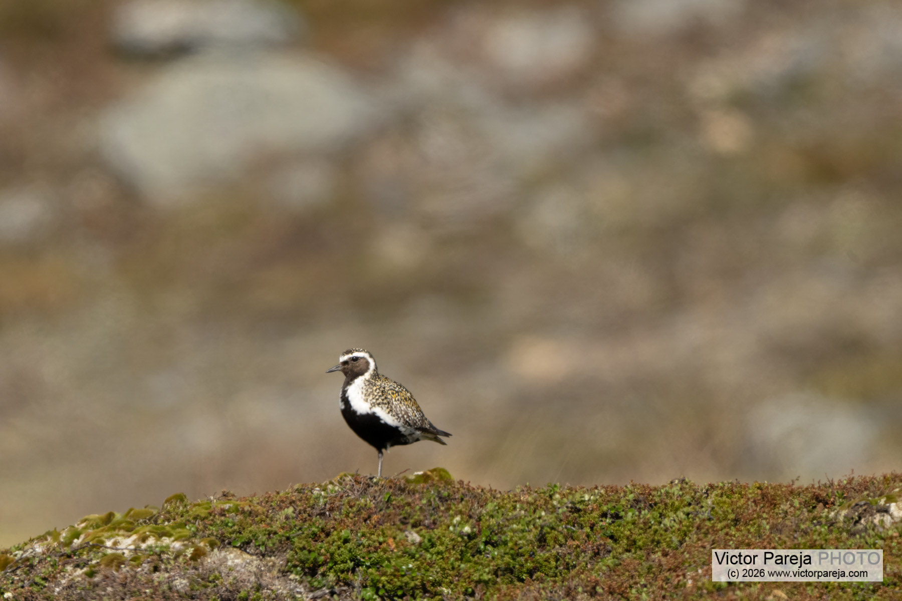 Goldregenpfeifer / European Golden Plover / Chorlito dorado europeo (Pluvialis apricaria)