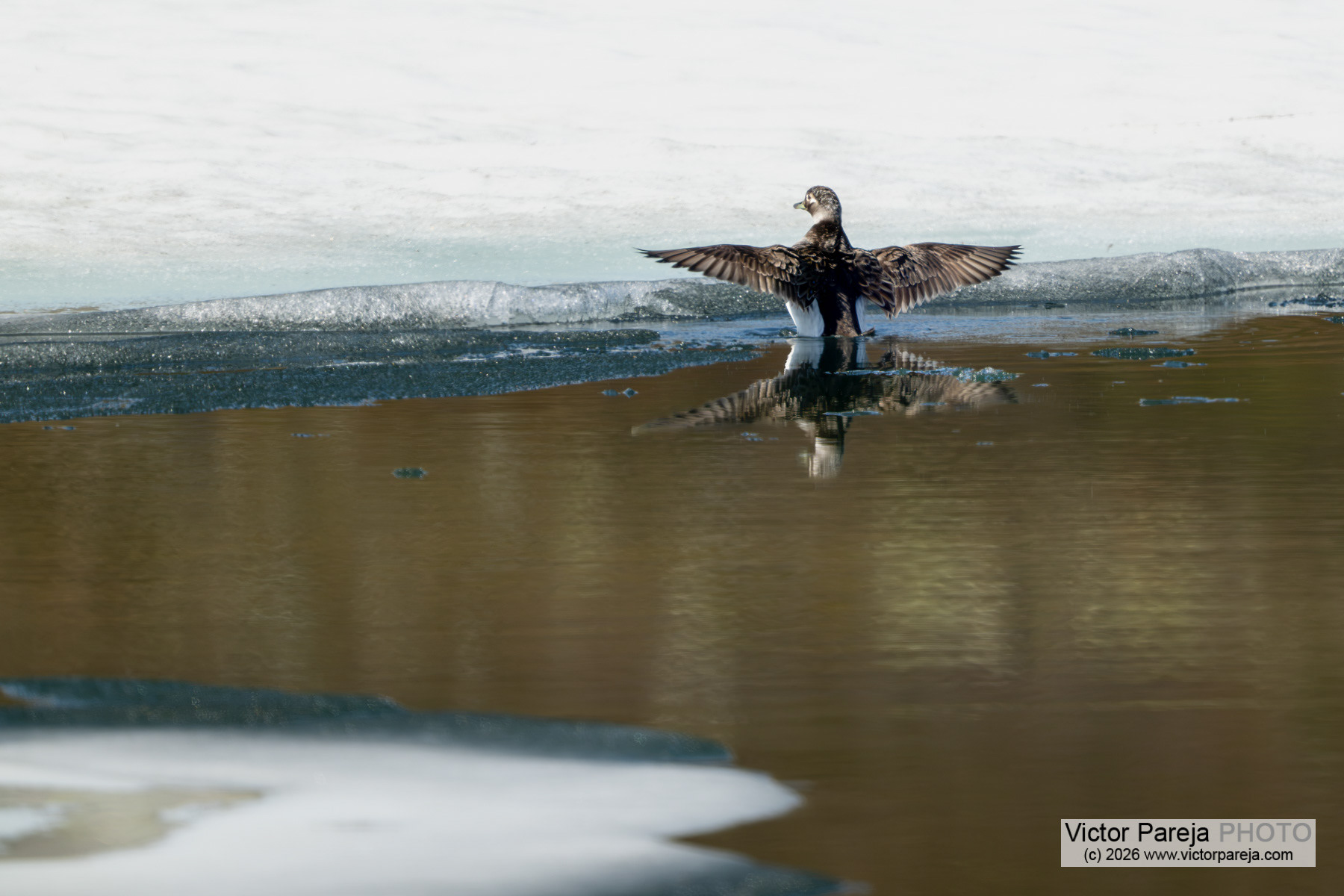 Eisente / Long-tailed Duck / Havelda (Clangula hyemalis)