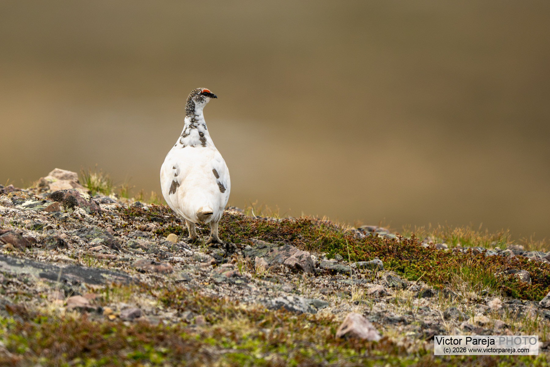 Alpenschneehuhn / Rock Ptarmigan / Lagópodo alpino (Lagopus muta)