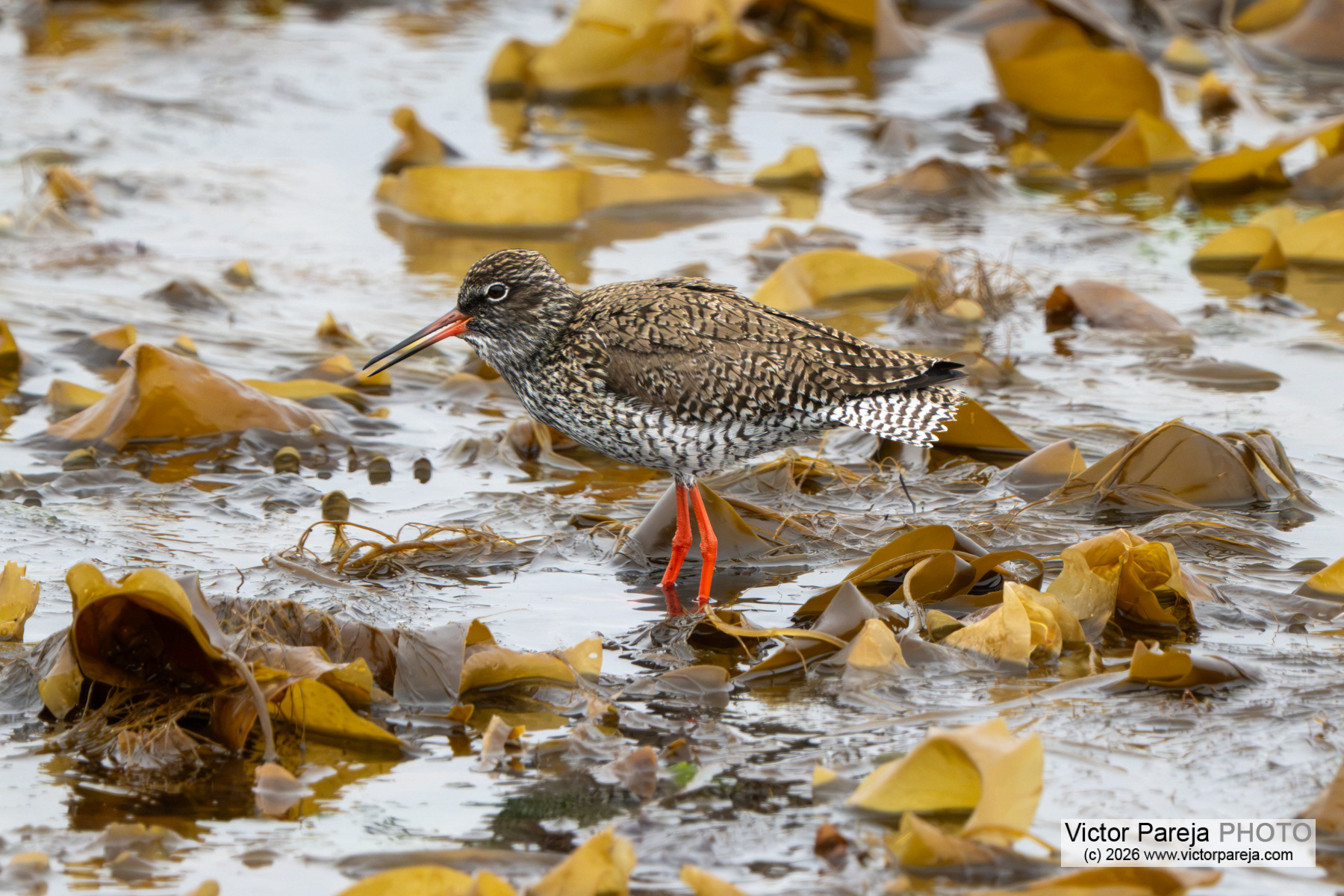 Rotschenkel / Common Redshank / Archibebe común (Tringa totanus)