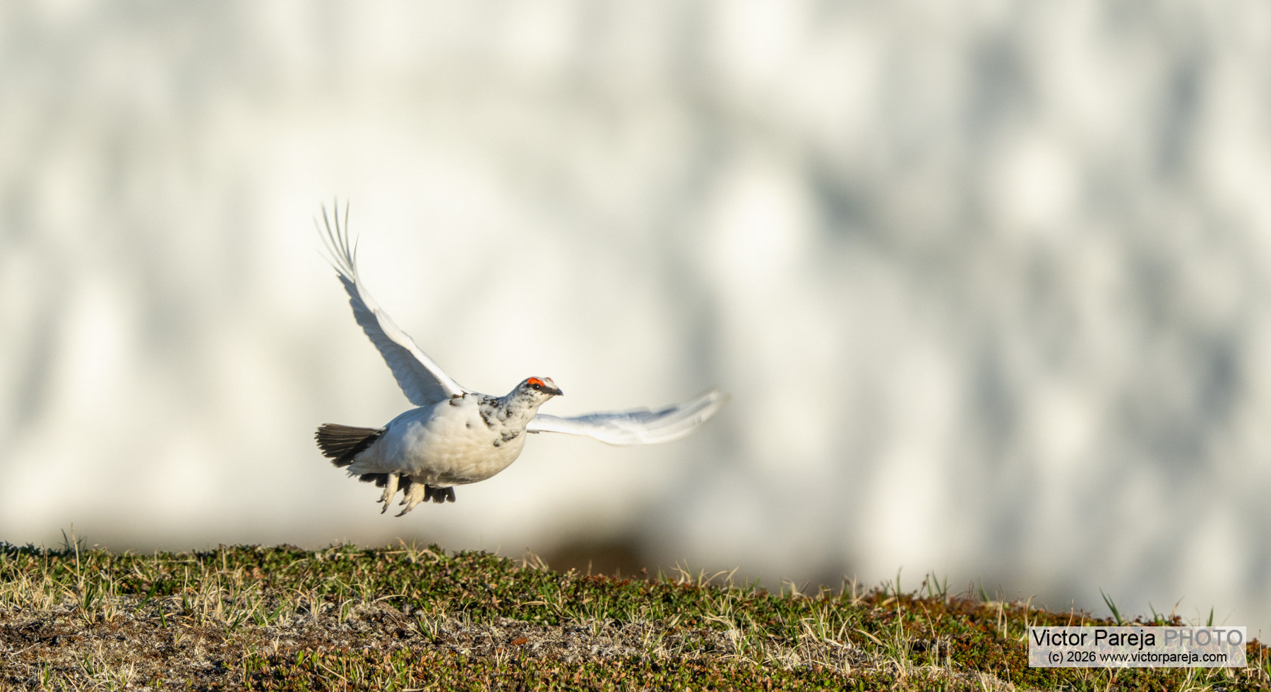 Alpenschneehuhn / Rock Ptarmigan / Lagópodo alpino (Lagopus muta)