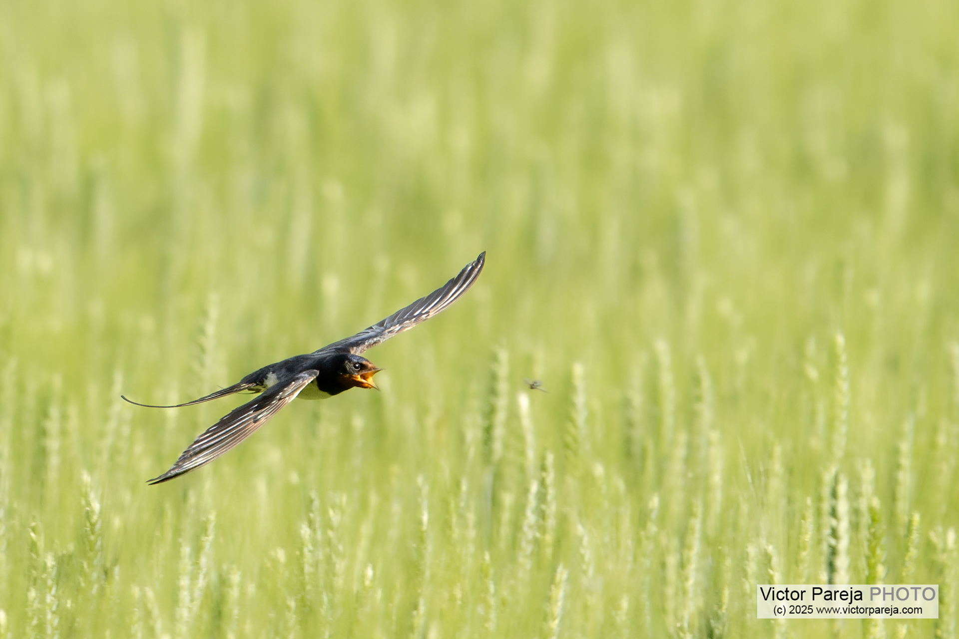 Rauchschwalbe (Barn Swallow) Hirundo rustica [Baden-Württemberg, Deutschland]