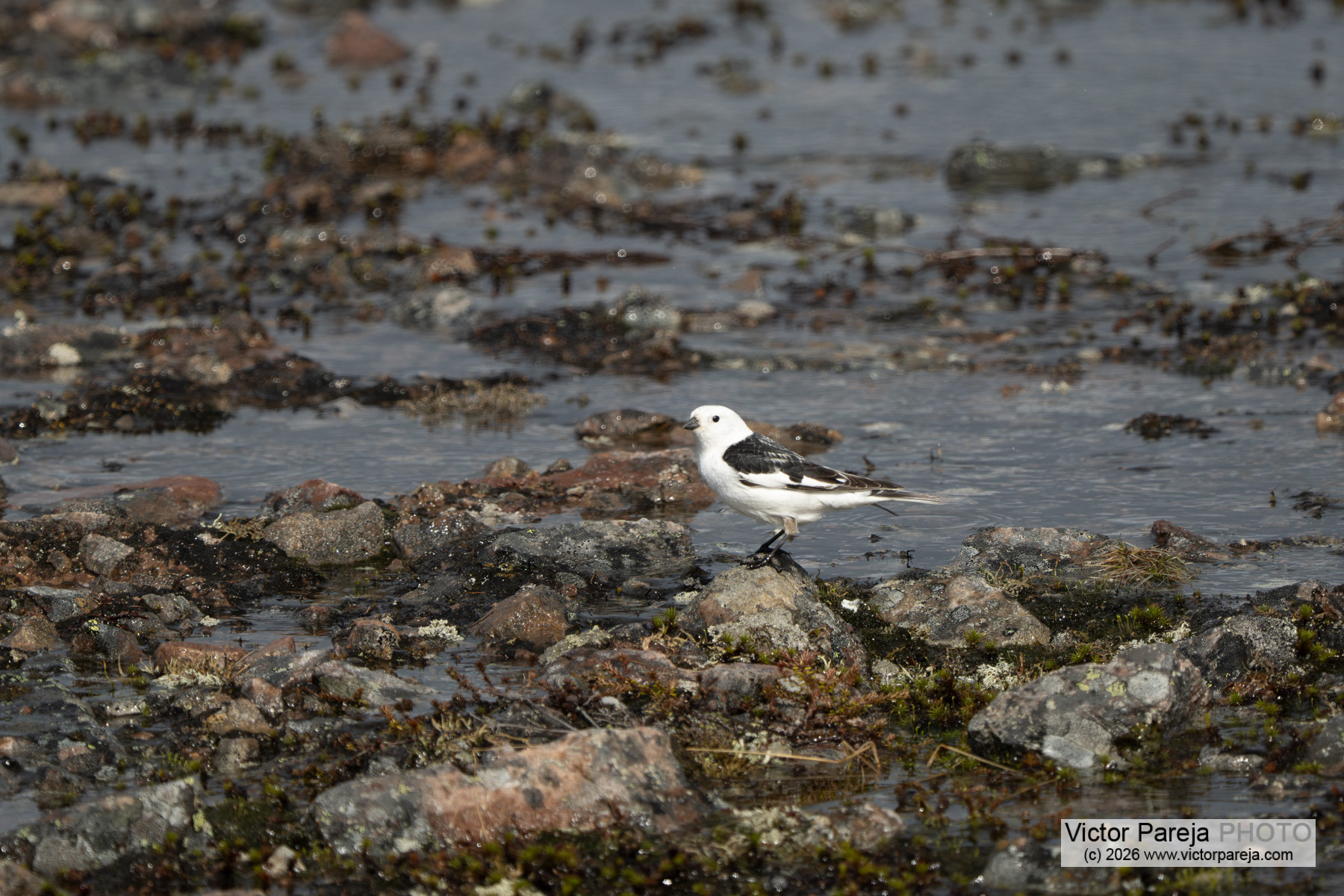 Schneeammer / Snow Bunting / Escribano nival (Plectrophenax nivalis)
