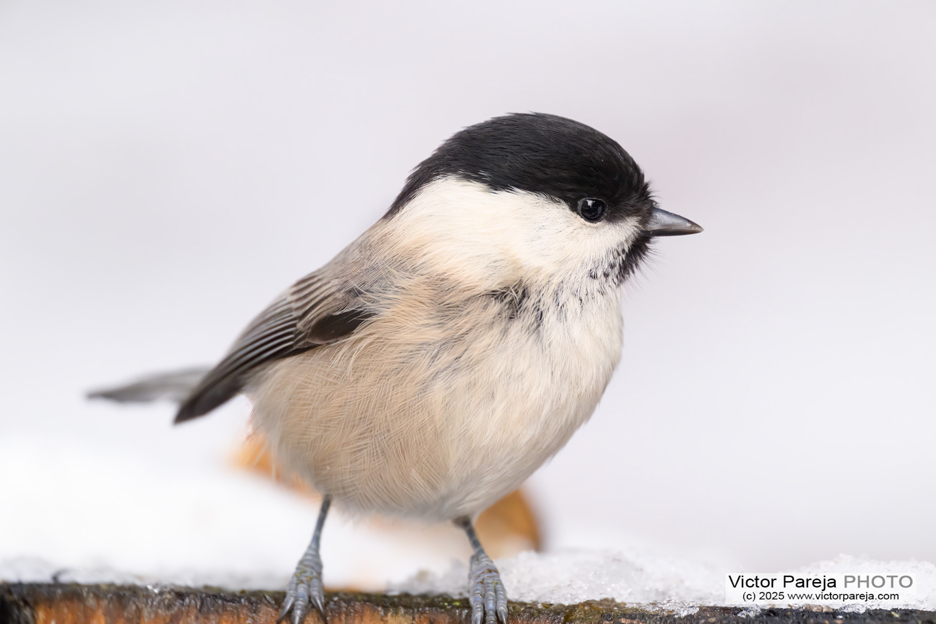 Weidenmeise (Willow tit) Poecile montanus rhenanus/salicarius