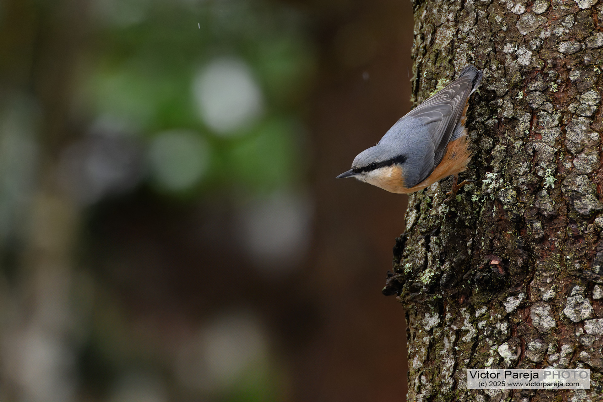 Kleiber (Nuthatch) Sitta europaea
