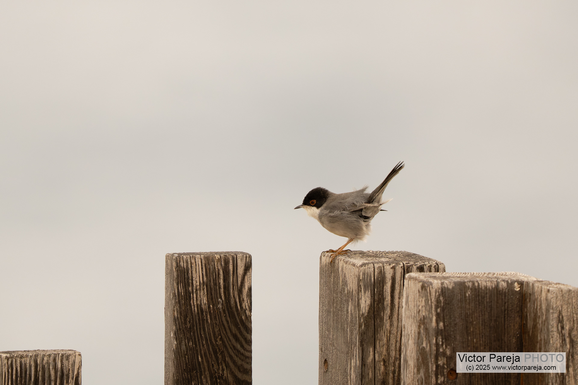Samtkopfgrasmücke (Sardinian Warbler) Curruca melanocephala [Malta]
