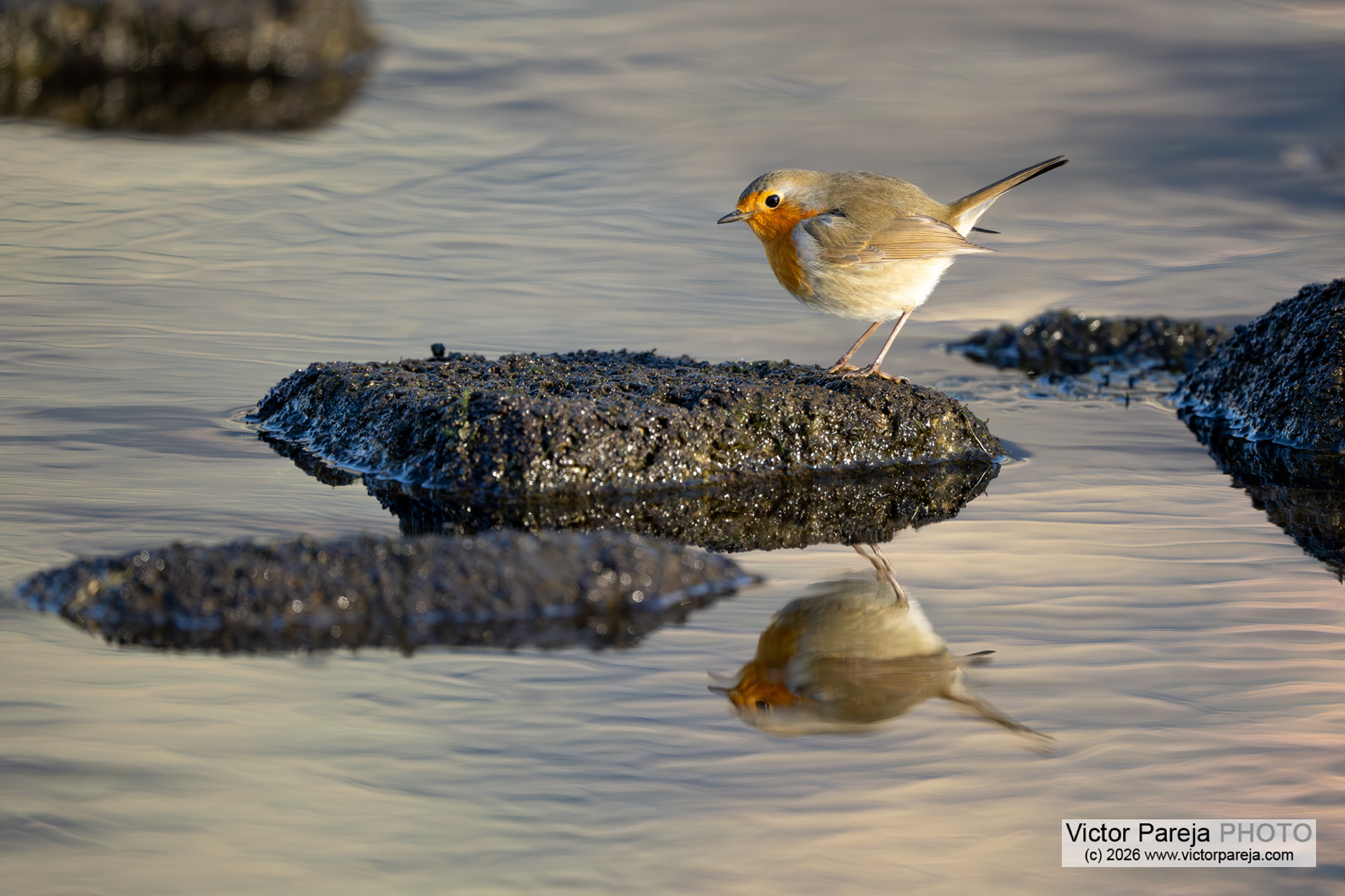 Rotkelchen (European Robin) Erithacus rubecula