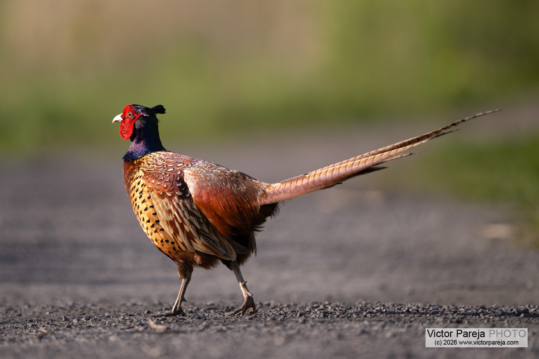 Fasan / Common Pheasant / Faisán vulgar (Phasianus colchicus)