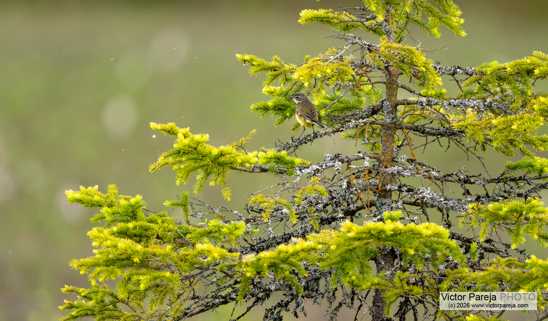 Schafstelze / Western Yellow Wagtail / Lavandera boyera (Motacilla flava)