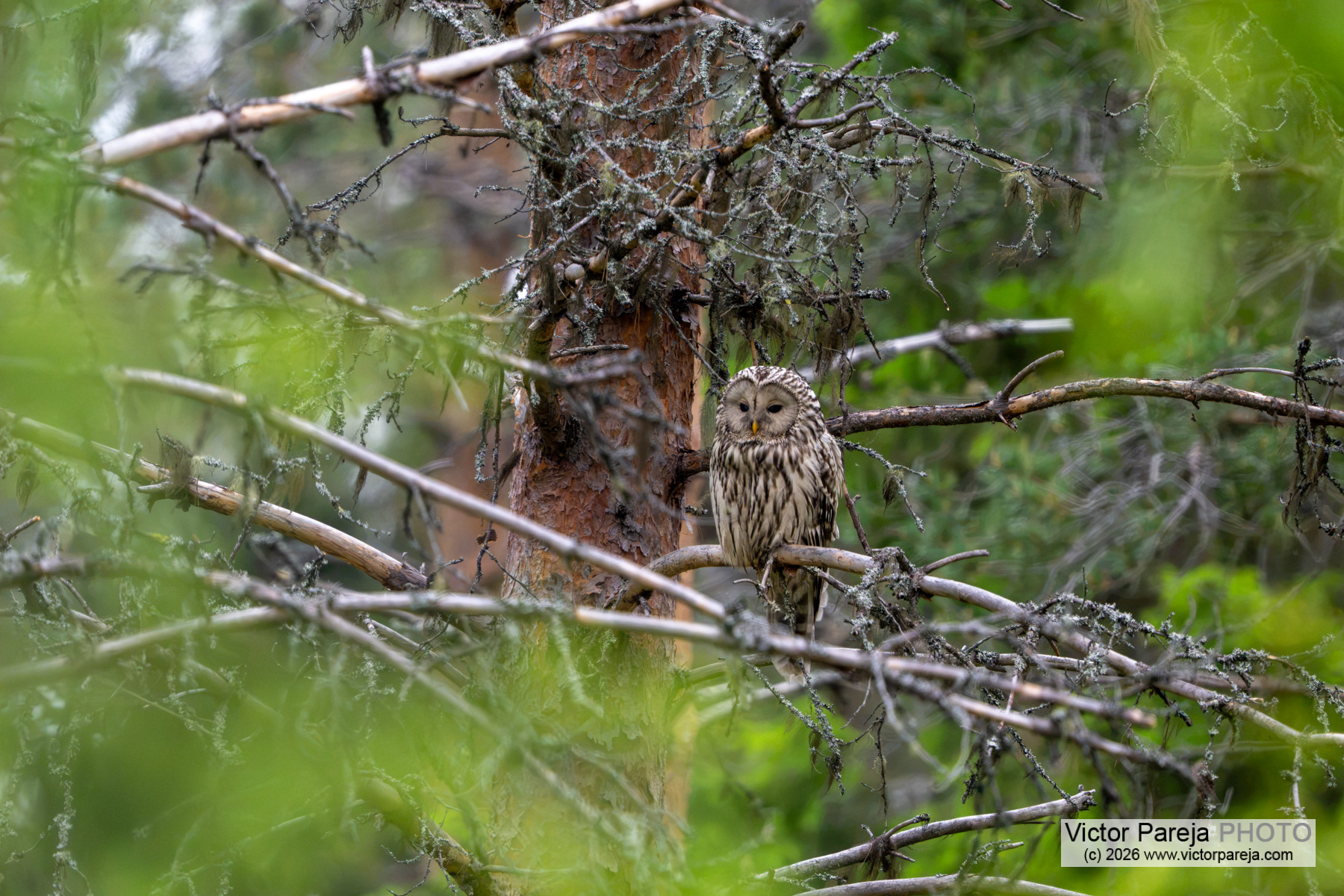 Habichtskauz / Ural Owl / Cárabo uralense (Strix uralensis)