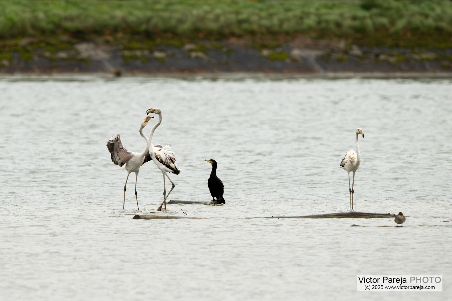 Rosaflamingo (Greater Flamingo) Phoenicopterus rosens