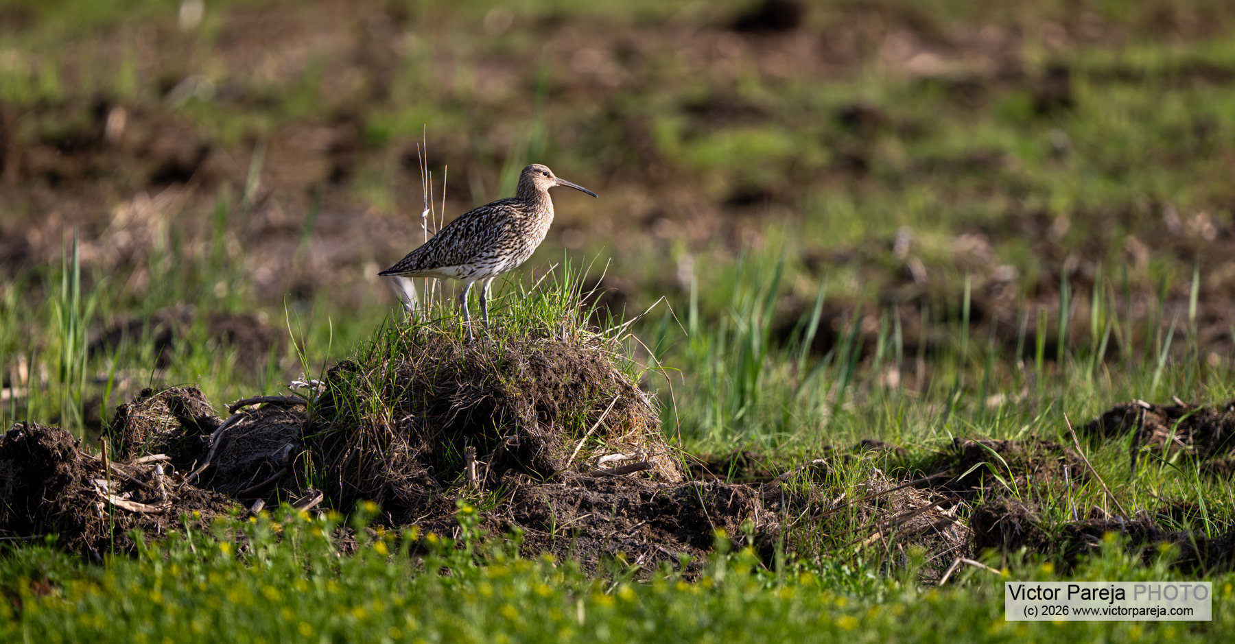 Großer Brachvogel / Eurasian Curlew / Zarapito real (Numenius arquata)