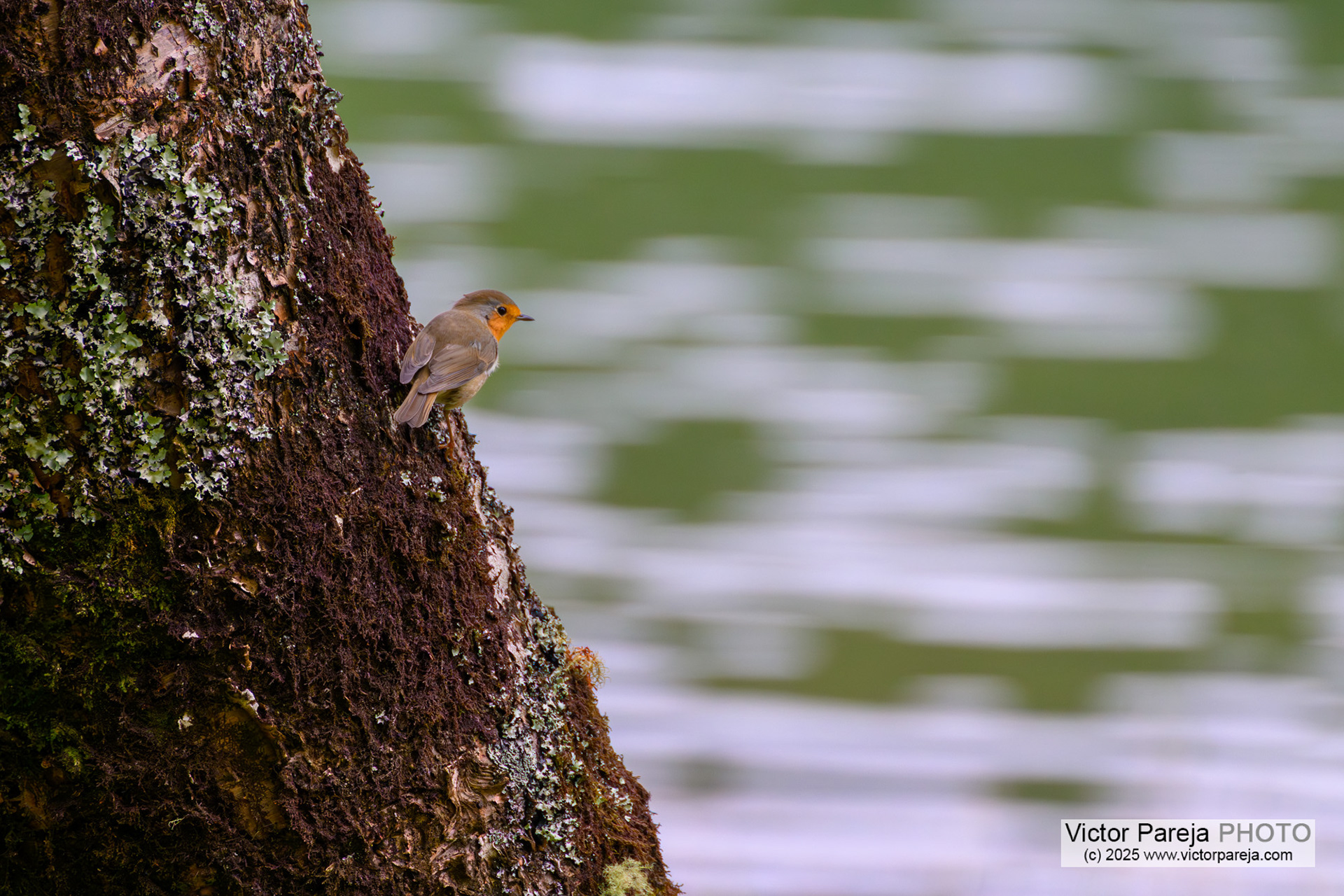Rotkelchen (European Robin) Erithacus rubecula [São Miguel, Azores, Portugal]