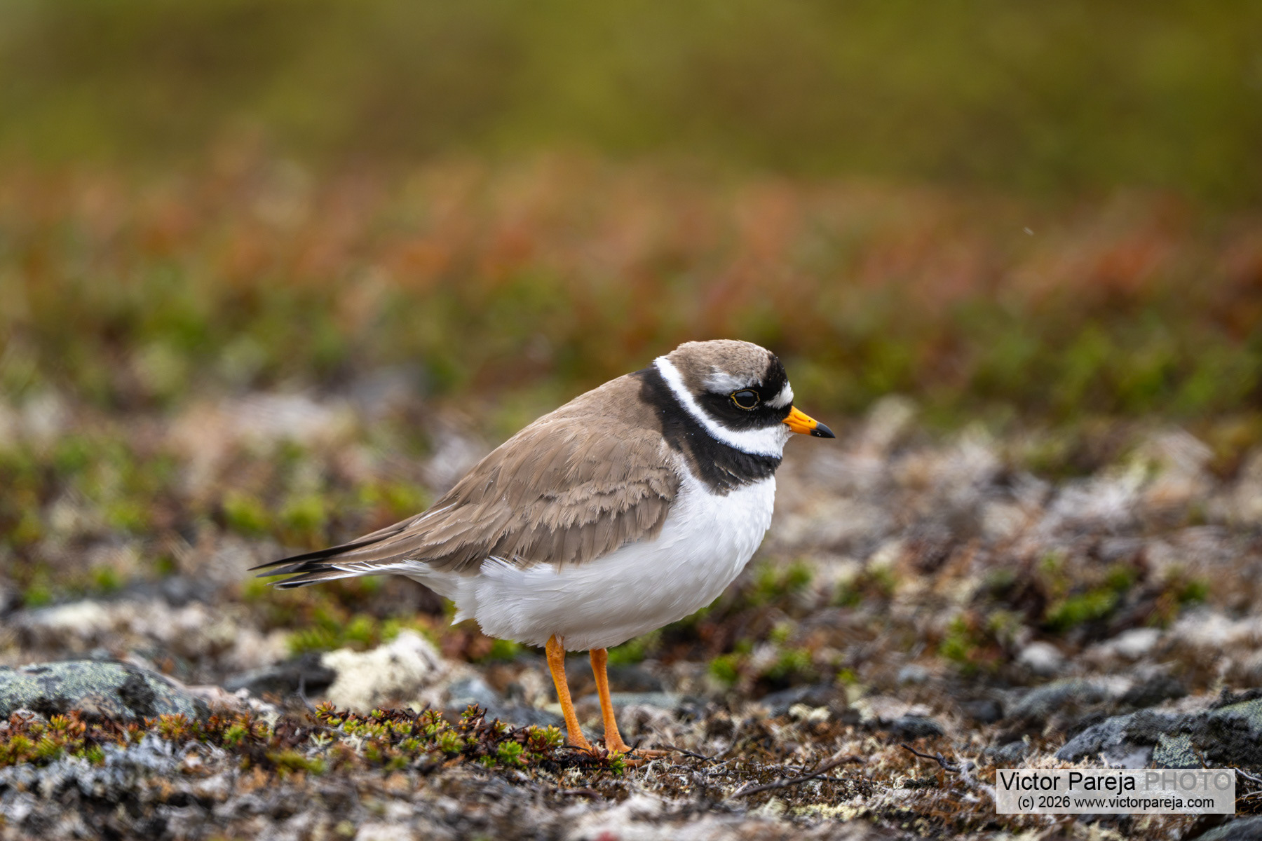 Sandregenpfeifer / Common Ringed Plover / Chorlitejo grande (Charadrius hiaticula)