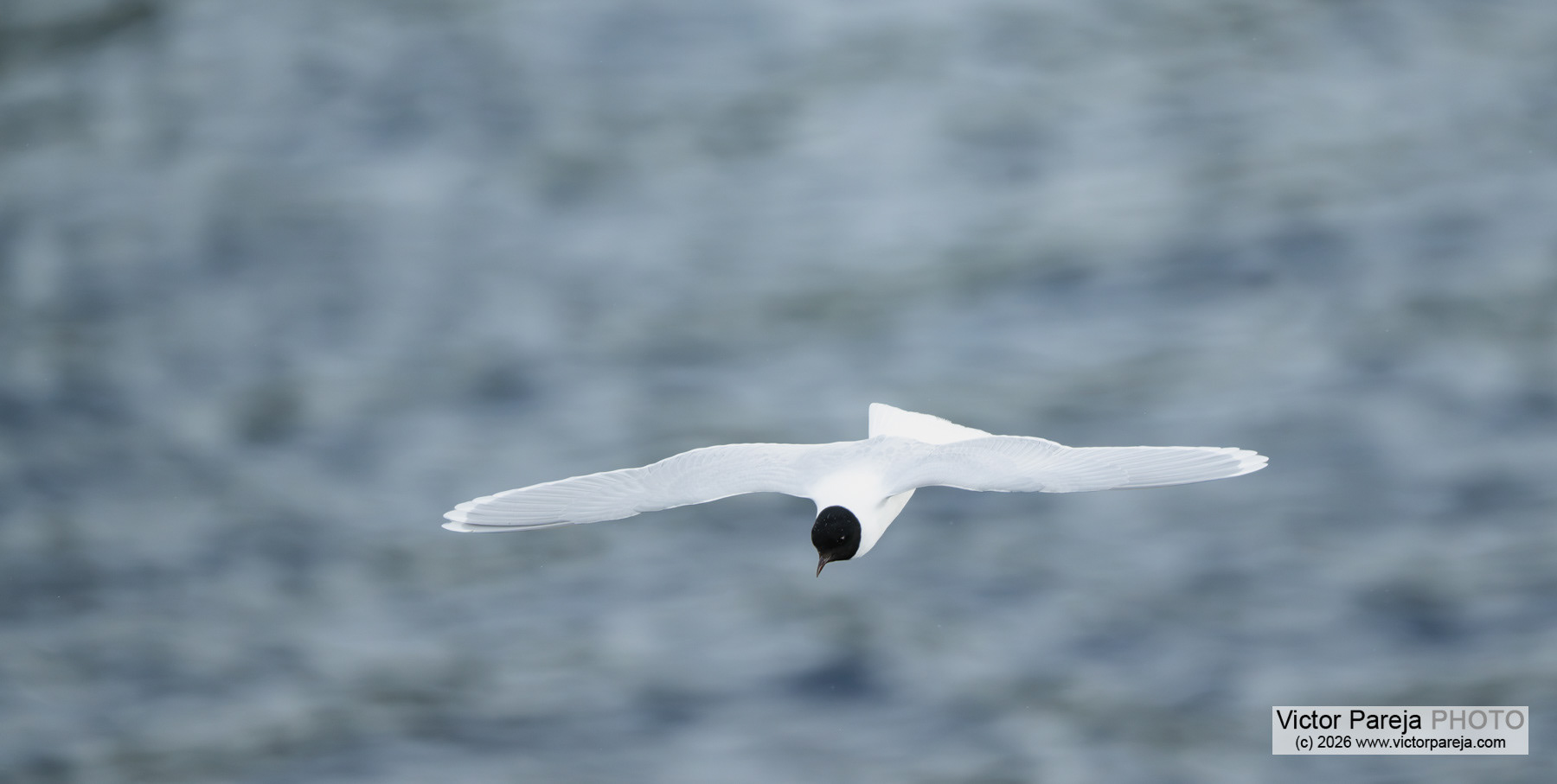Zwergmöwe / Little Gull / Gaviota enana (Hydrocoloeus minutus)