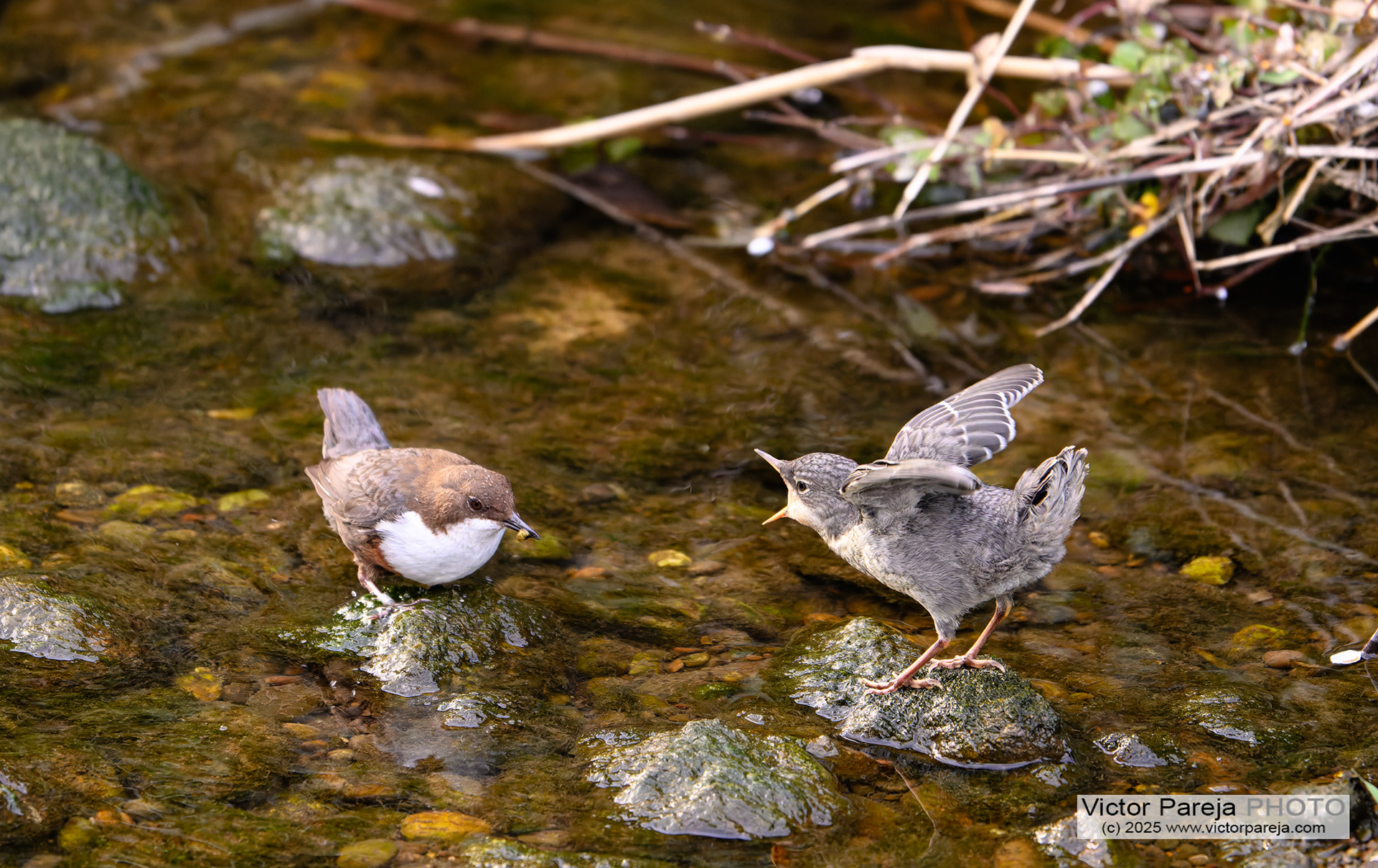 Wasseramsel (Dipper) Cinclus cinclus