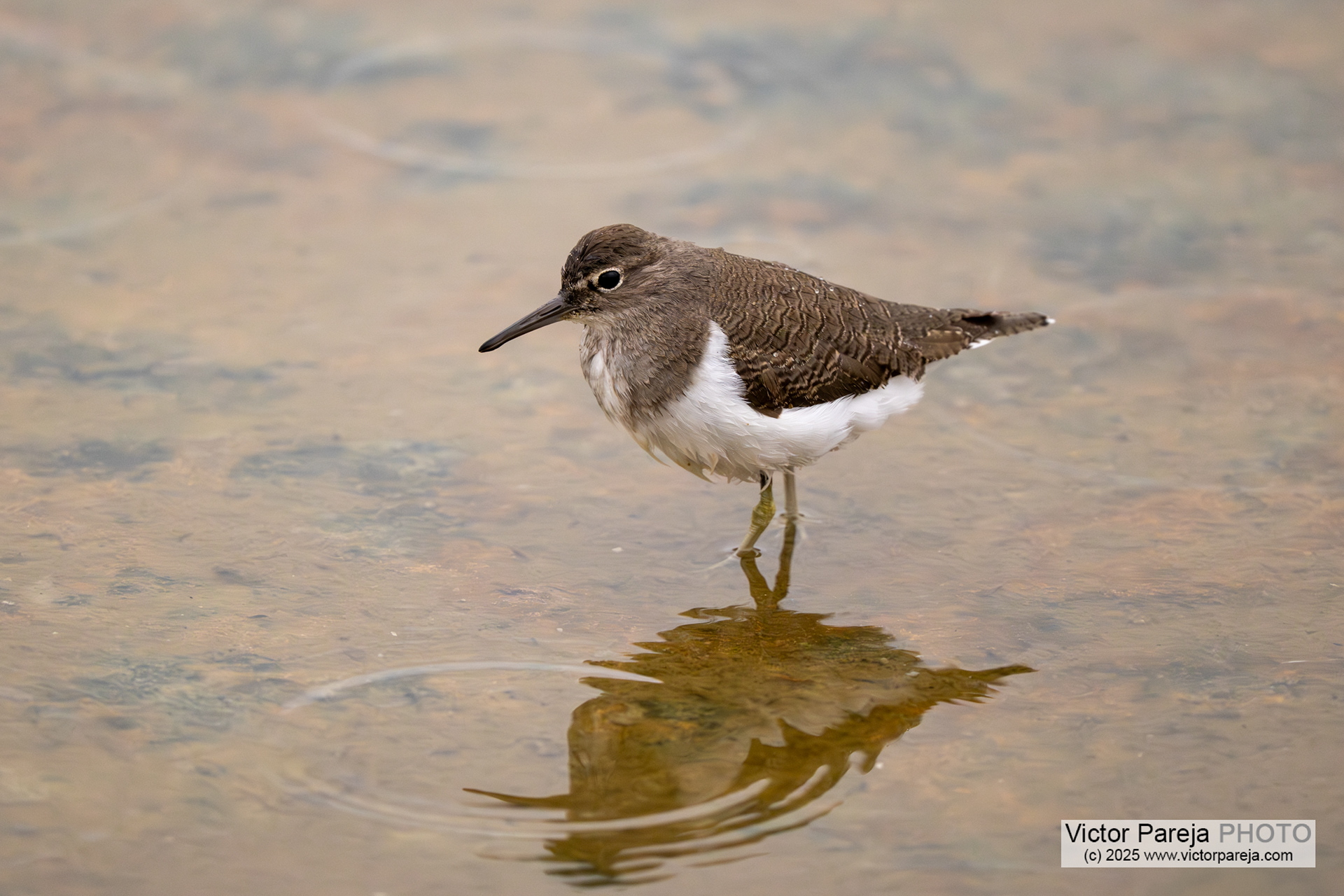 Flussuferläufer (Common Sanpiper) Actitis hypoleucos [Malta]