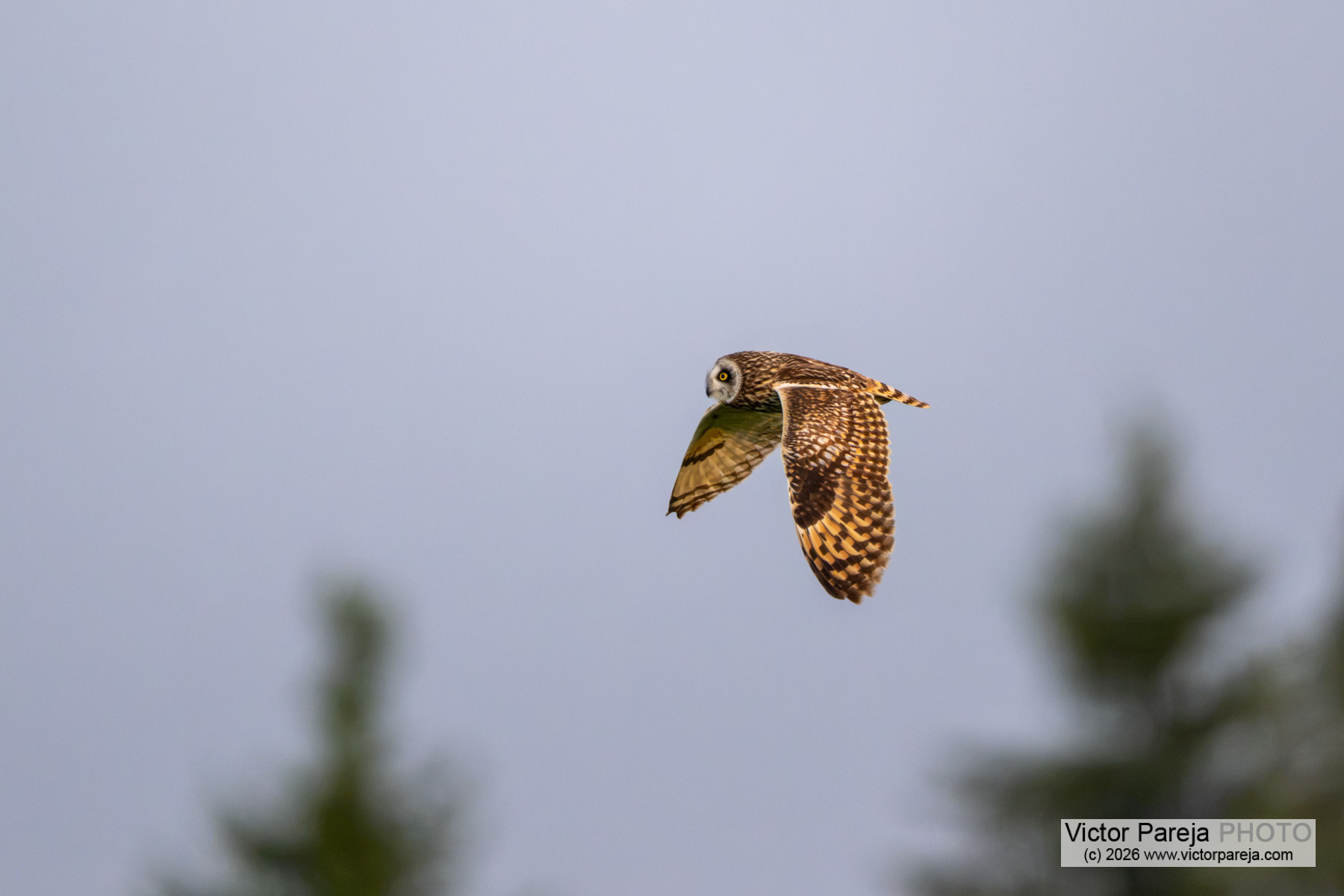 Sumpfohreule / Short-eared Owl / Búho campestre (Asio flammeus)
