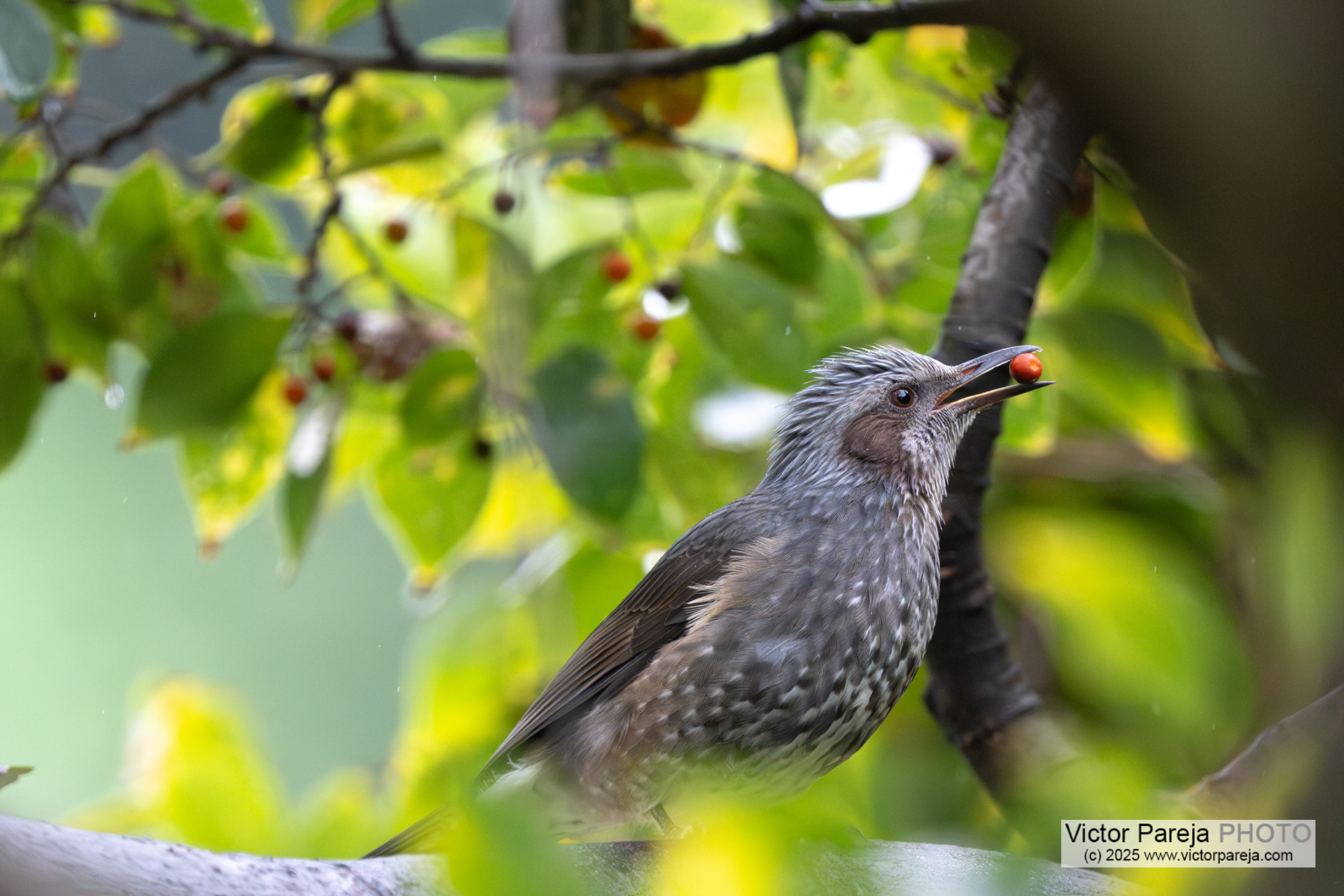 Orpheus bülbül (Brown-eared Bulbul) Hypsipetes amauratis [Tokyo, Japan]