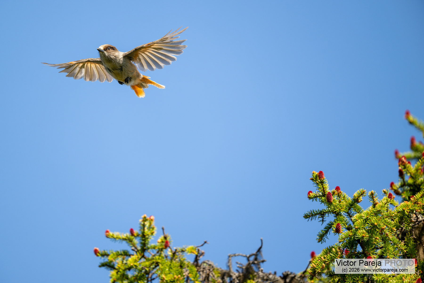 Unglückshäher / Siberian Jay / Arrendajo siberiano (Perisoreus infaustus)