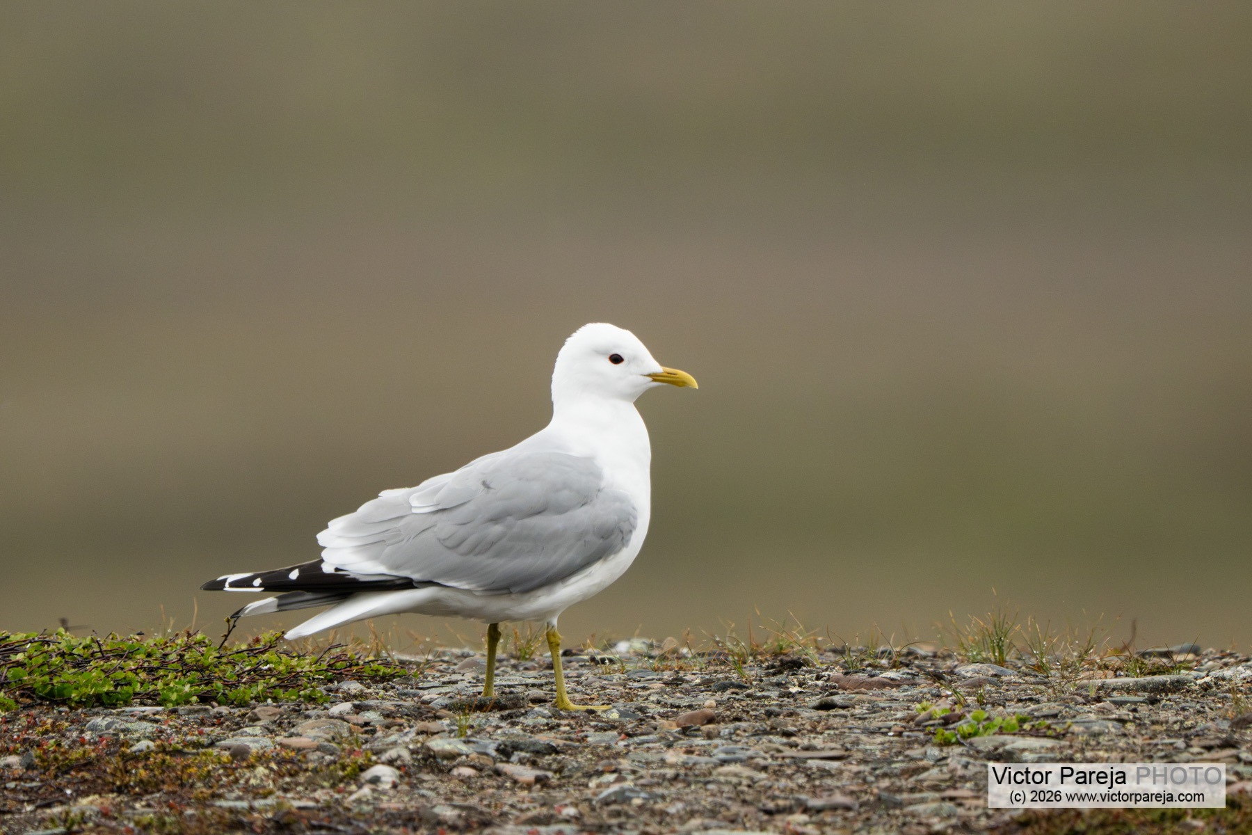 Sturmmöwe / Common Gull / Gaviota cana (Larus canus)
