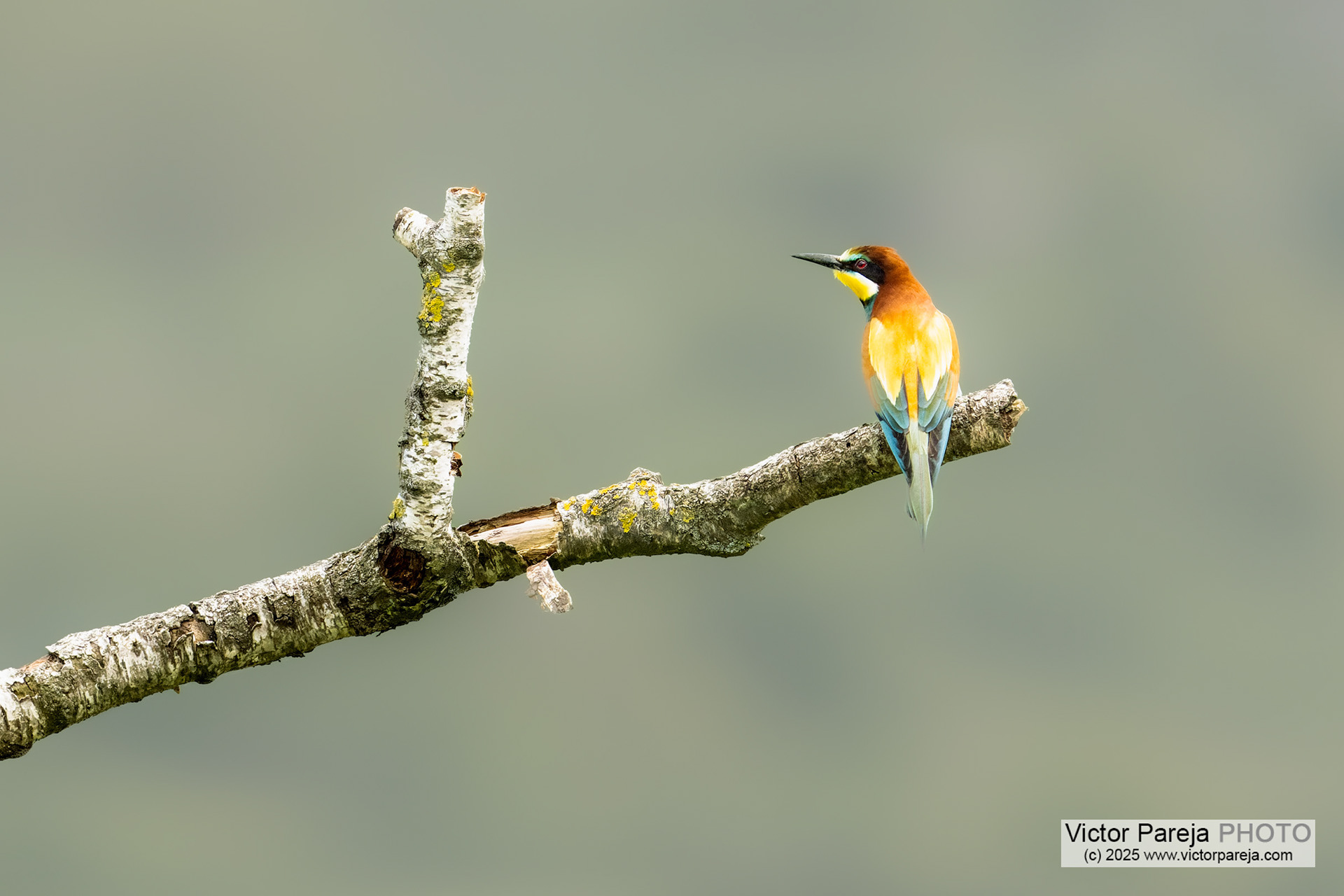 Bienenfresser (Bee-eater) Merops apiaster [Baden-Württemberg, Deutschland]