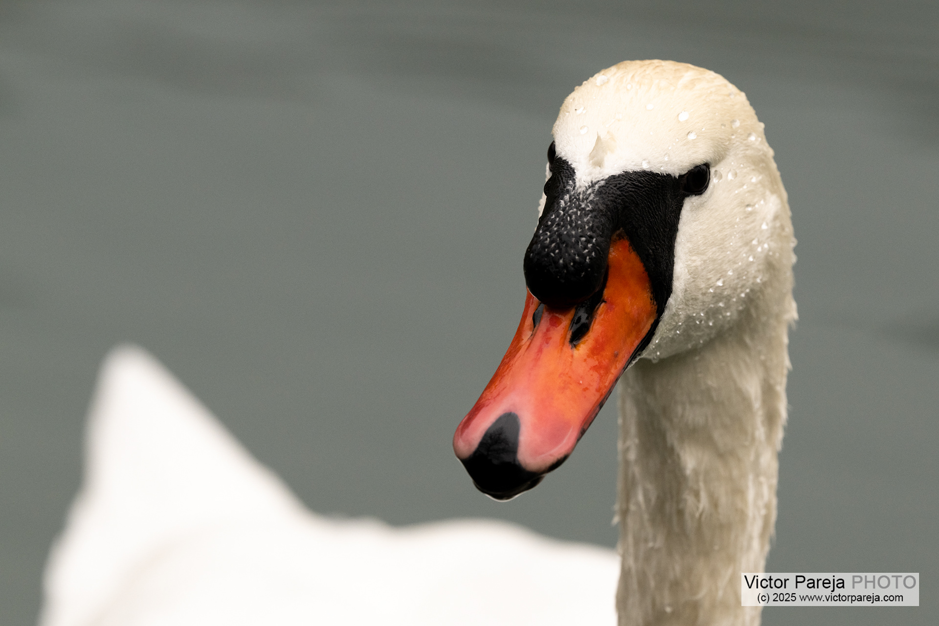 Höckerschwan (Mute Swan) Cygnus olor