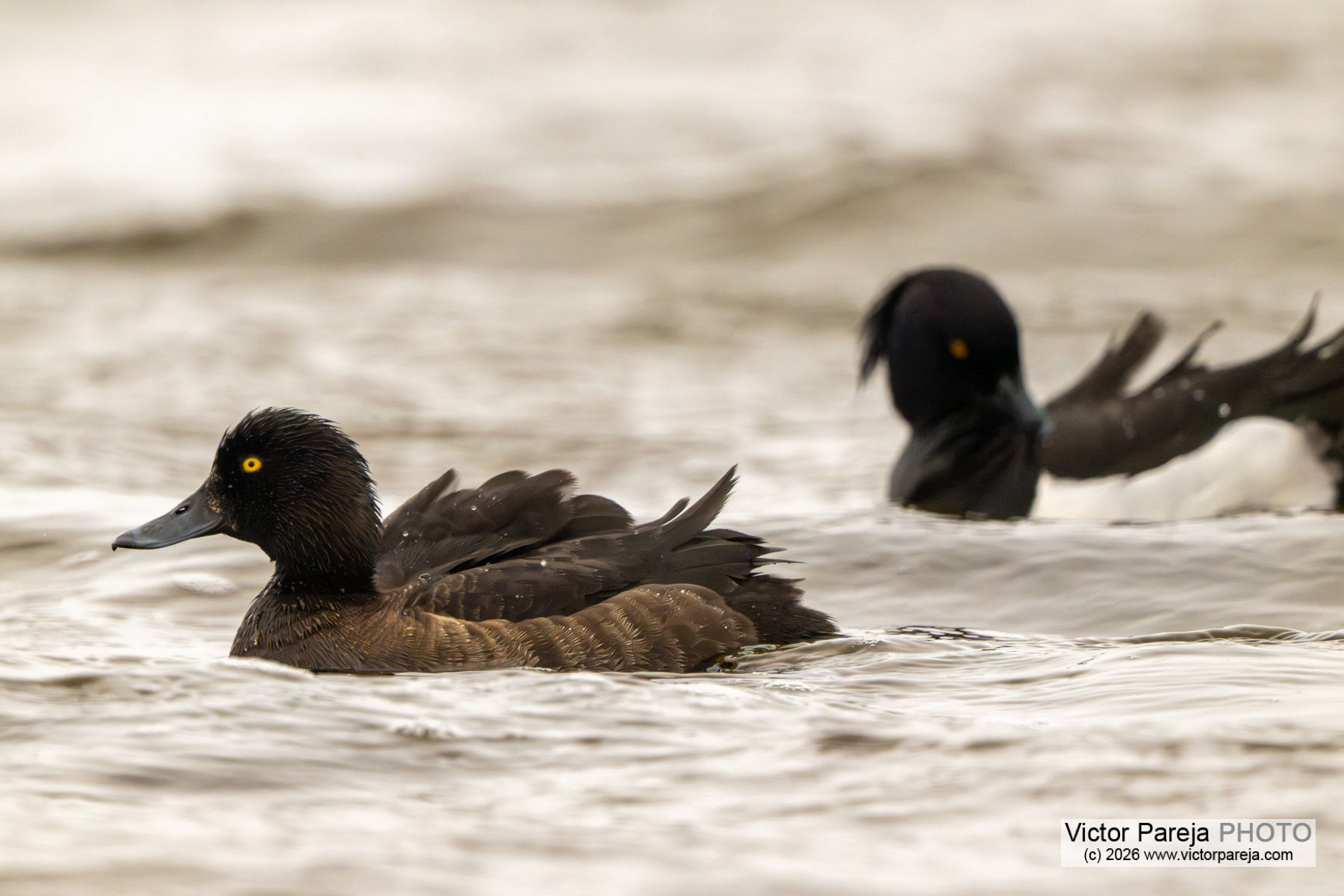 Reiherente / Tufted Duck / Porrón moñudo (Aythya fuligula)