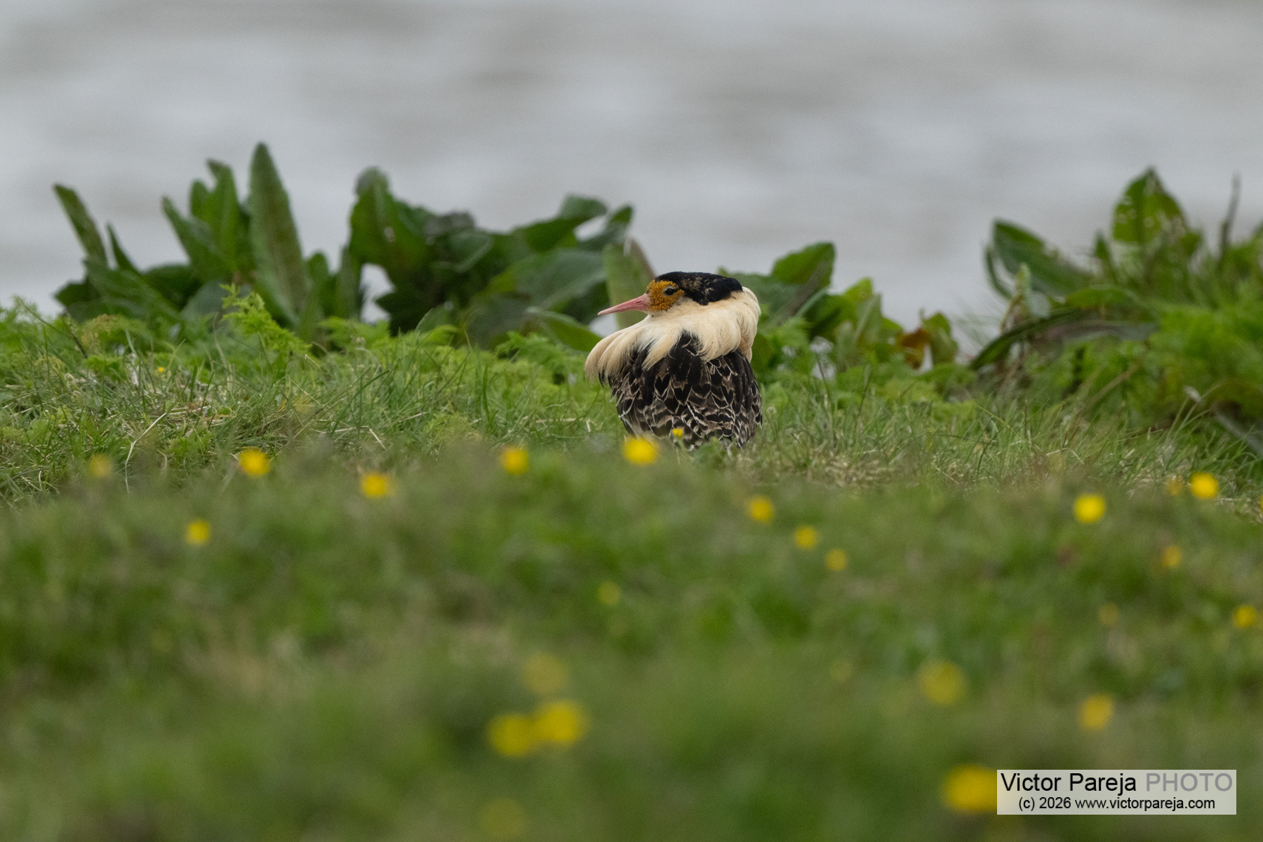 Kampfläufer / Ruff / Combatiente (Calidris pugnax)