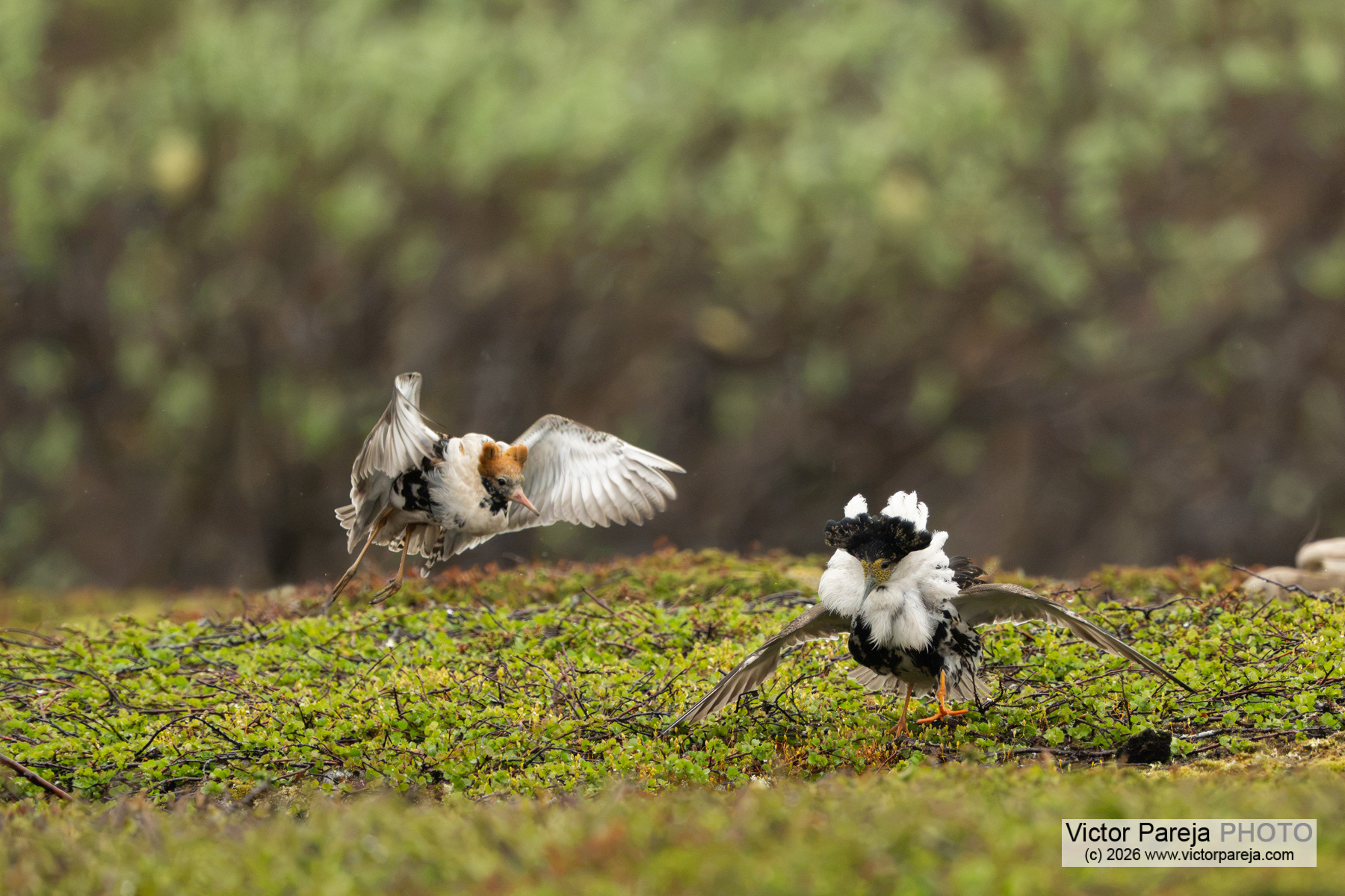 Kampfläufer / Ruff / Combatiente (Calidris pugnax)