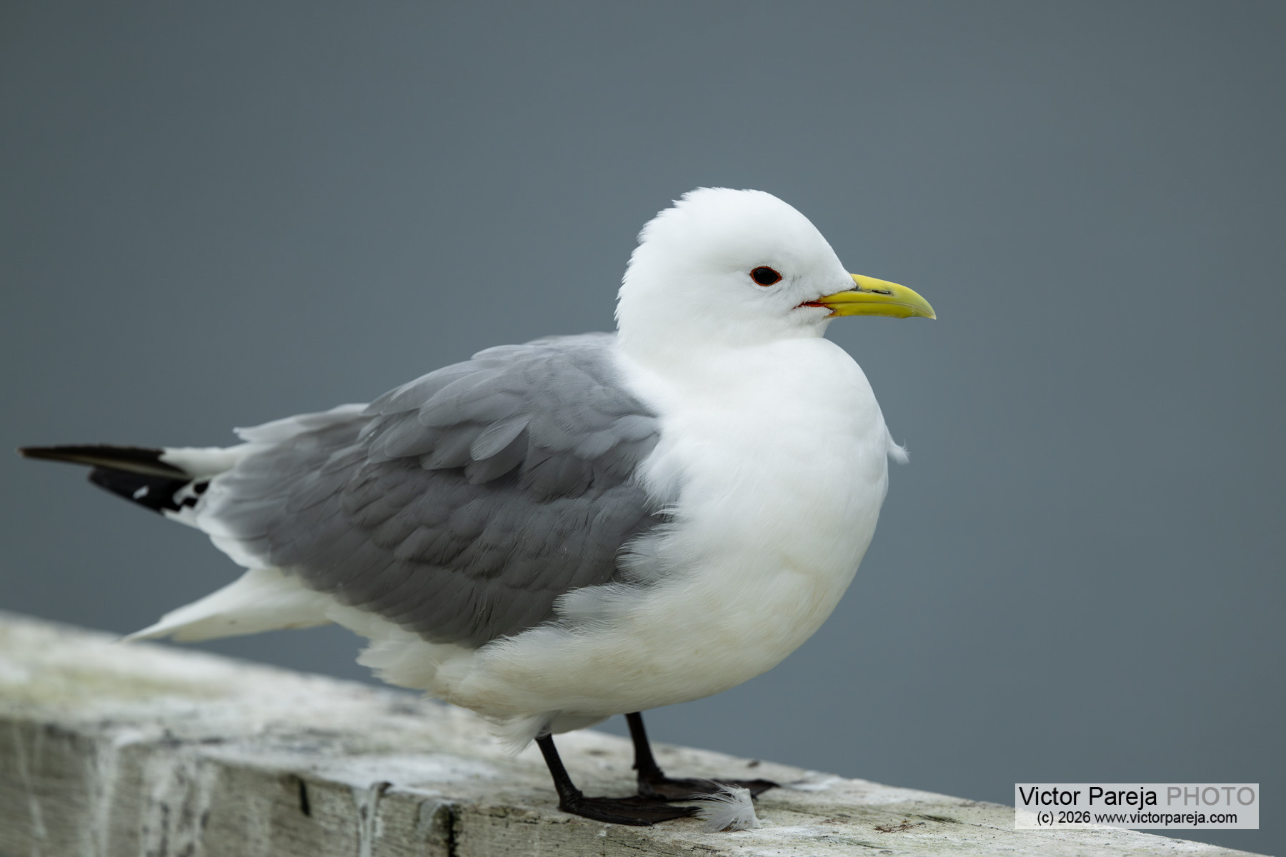 Dreizehenmöwe / Black-legged Kittiwake / Gaviota tridáctila (Rissa tridactyla)