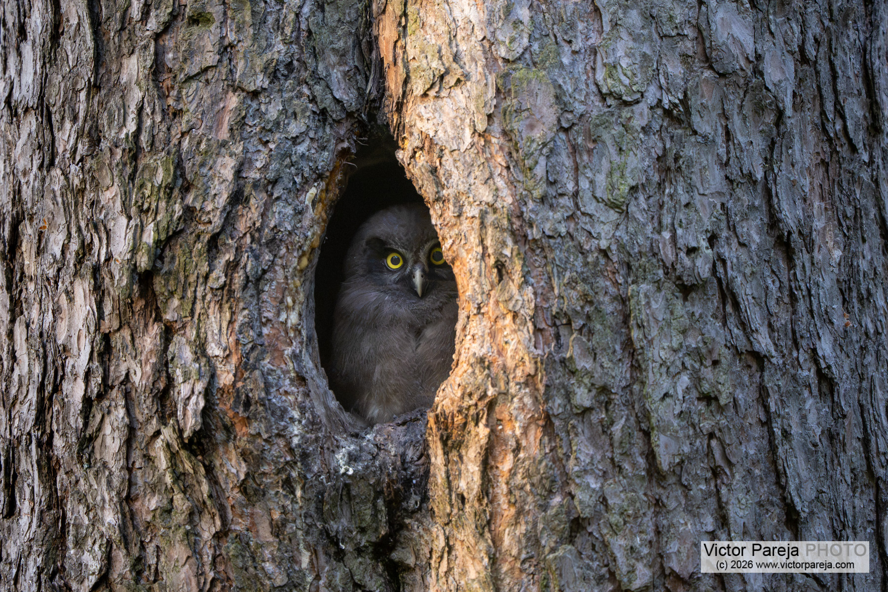 Raufußkauz / Boreal Owl / Mochuelo boreal (Aegolius funereus)