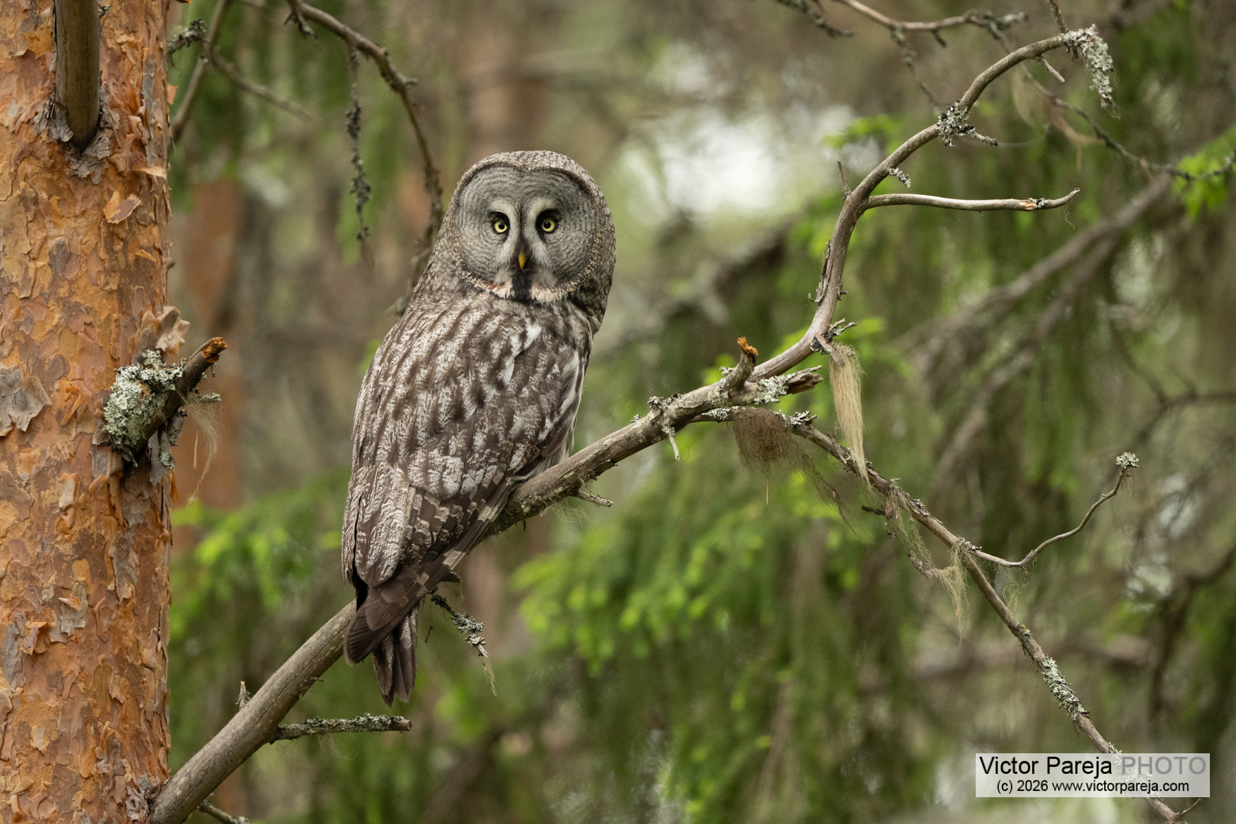 Bartkauz / Great Grey Owl / Cárabo lapón (Strix nebulosa)