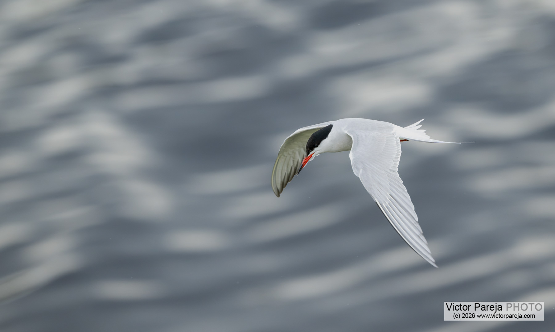 Küstenseeschwalbe / Arctic Tern / Charrán ártico (Sterna paradisaea)