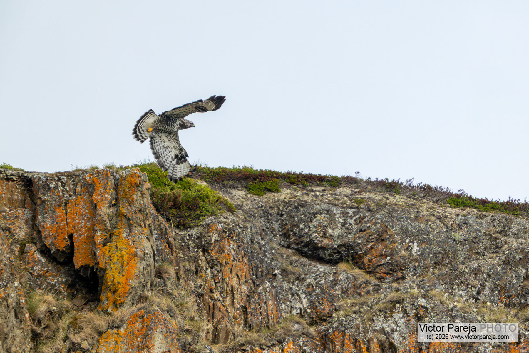 Raufußbussard / Rough-legged Buzzard / Busardo calzado (Buteo lagopus)