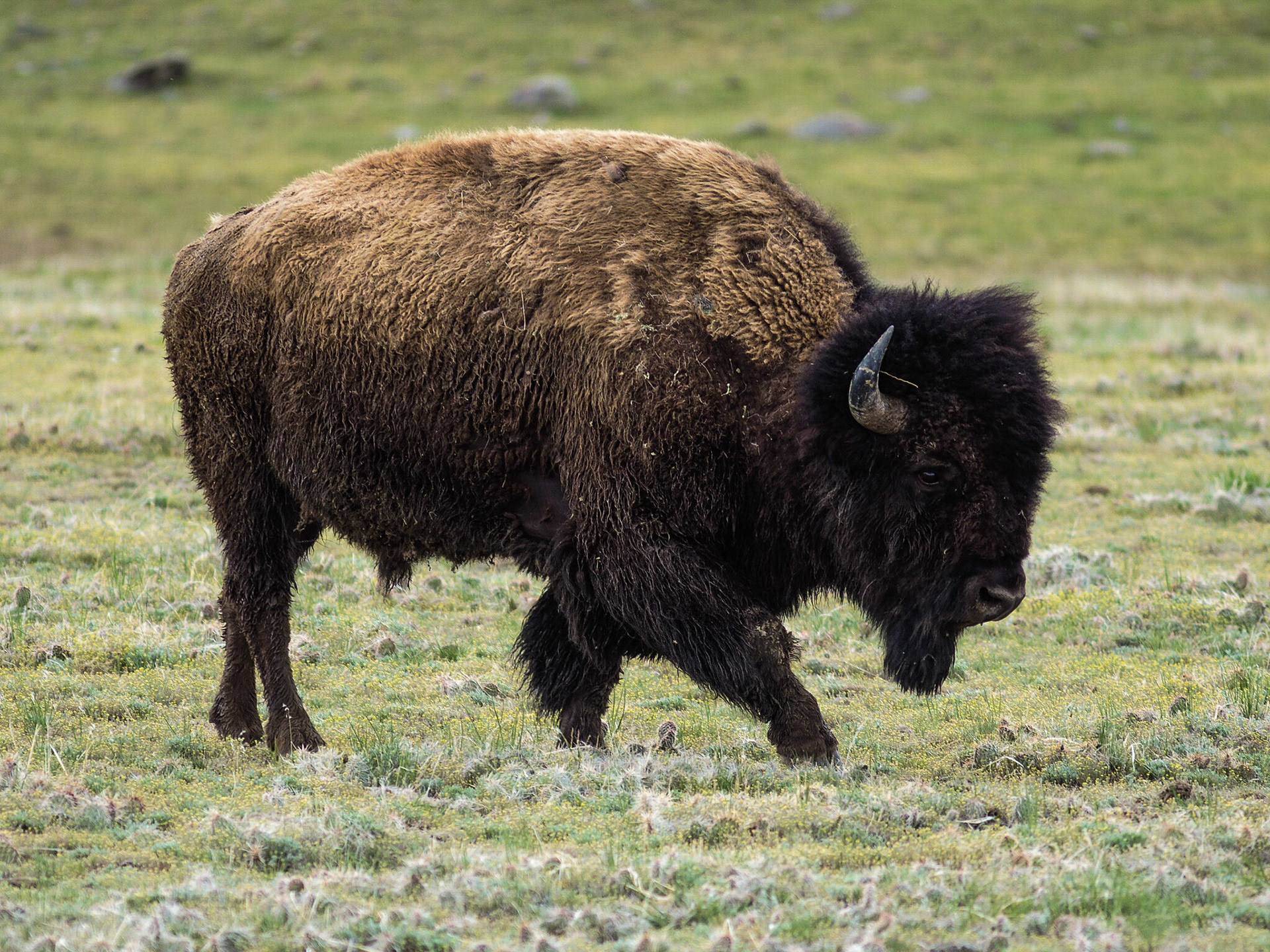 Buffalo in Yellowstone.