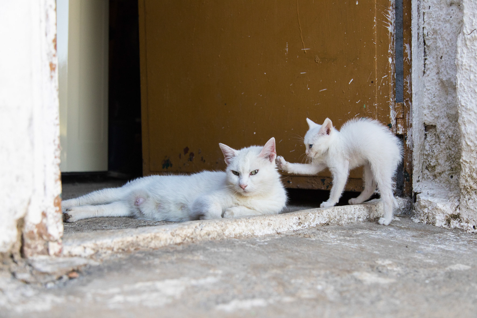 Cats in Crete.
