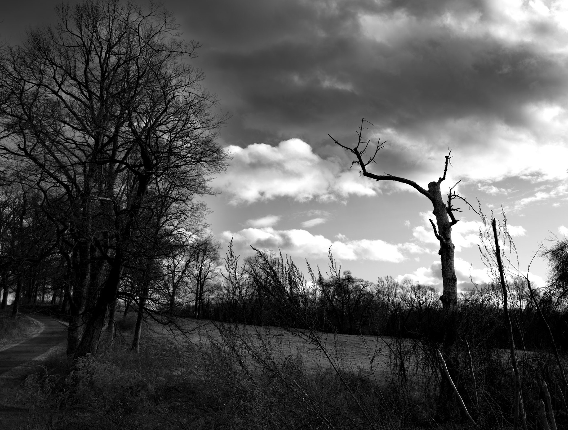 Rockefeller_state_park
