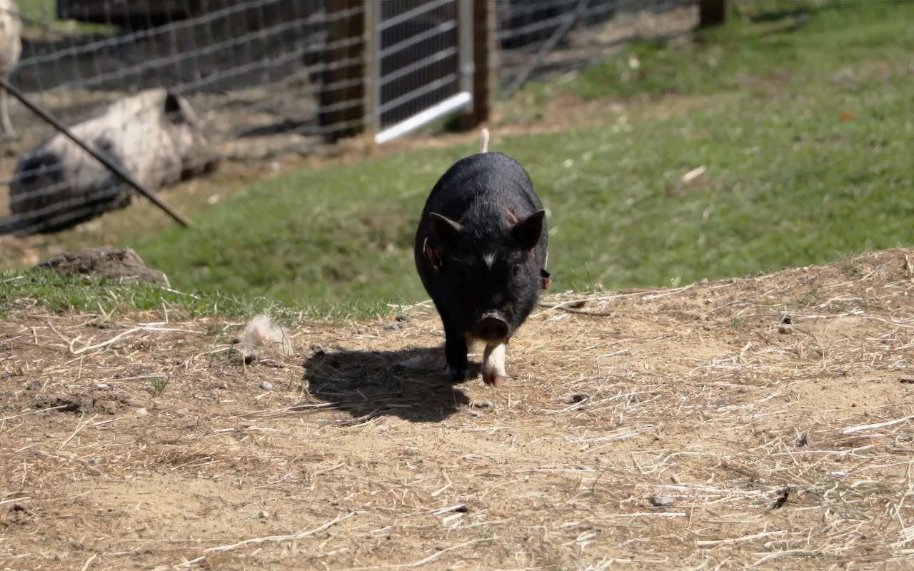 Amazing Grace (Nonprofit) - Editor & Cinematographer