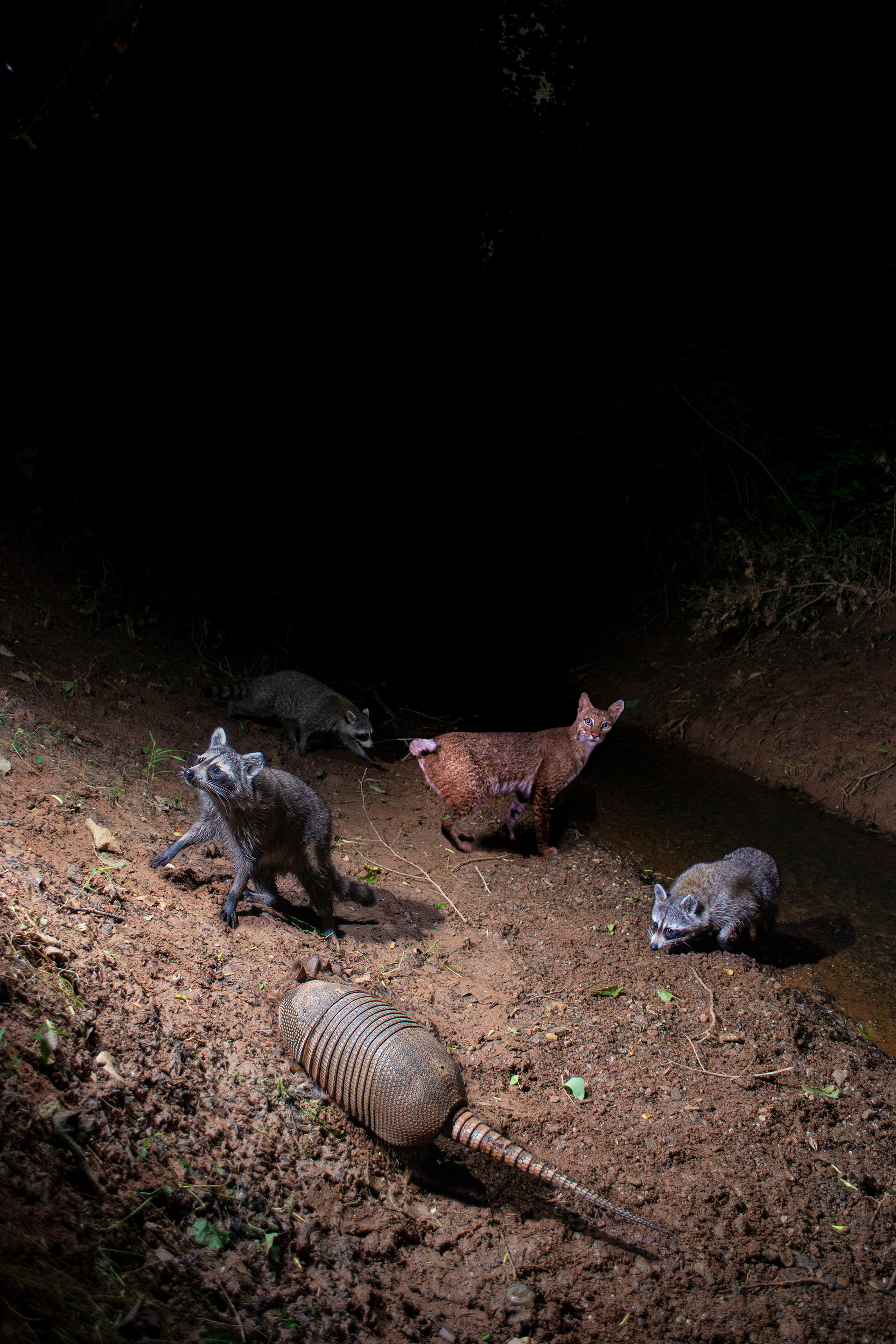 Composite image of month's worth of photographs at a camera trap on the Mulberry River