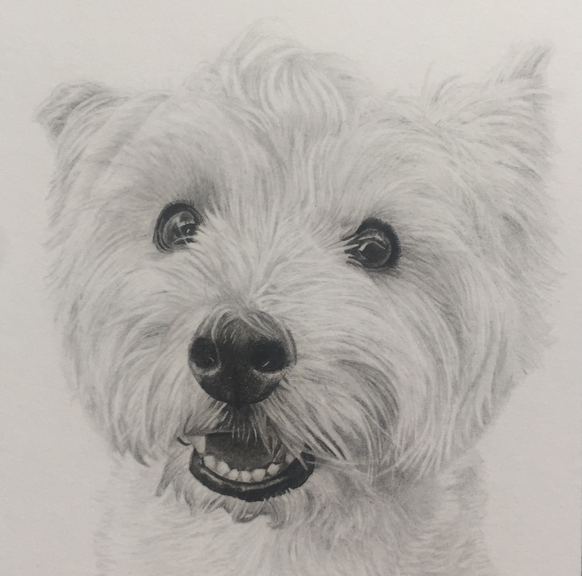 Ollie | 3" x 3"