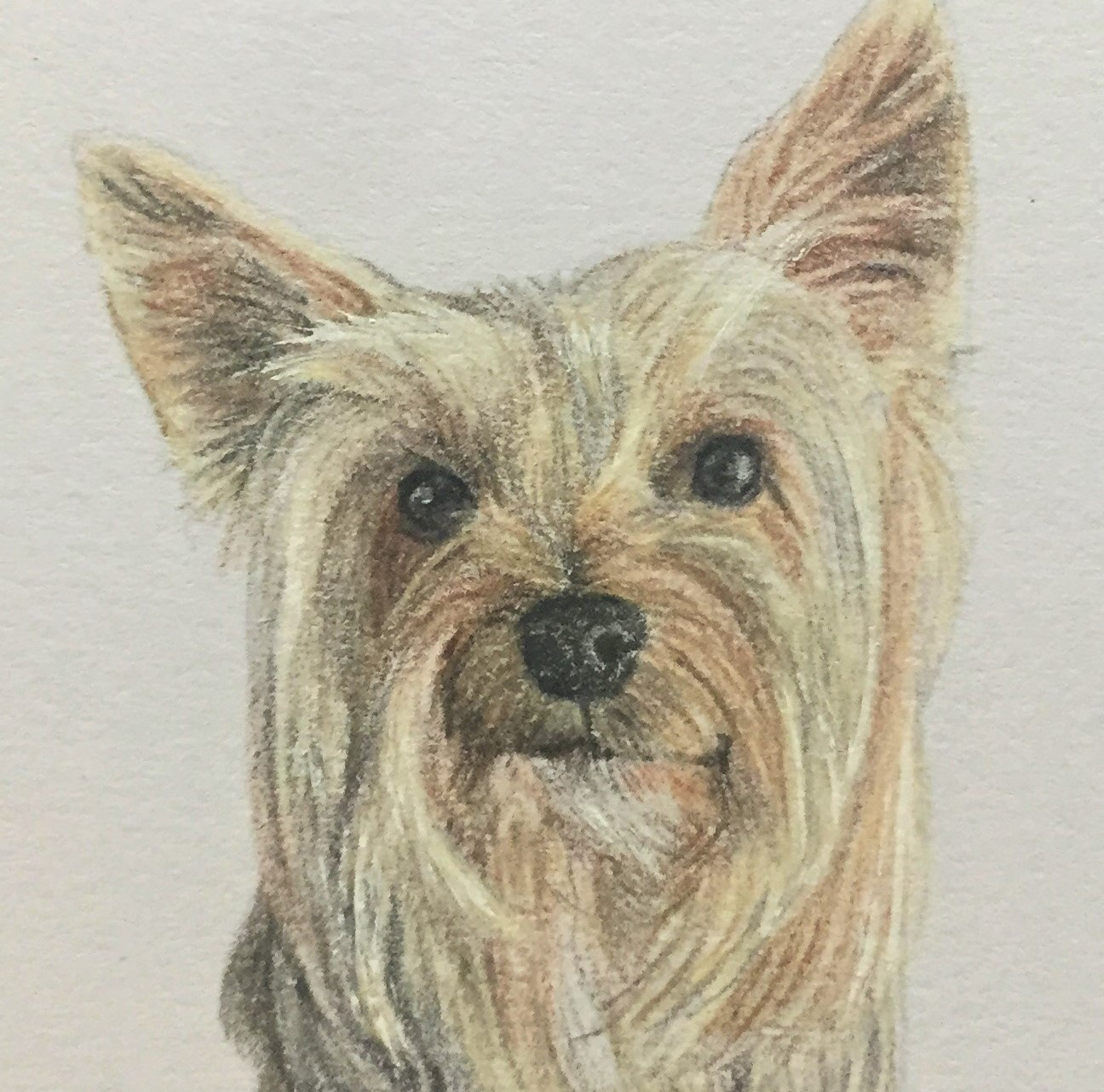 1.5" x 1.5"