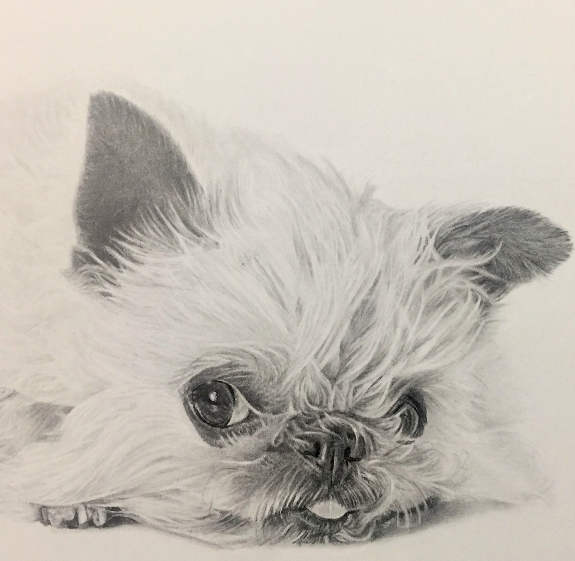 Owen | 4" x 4"