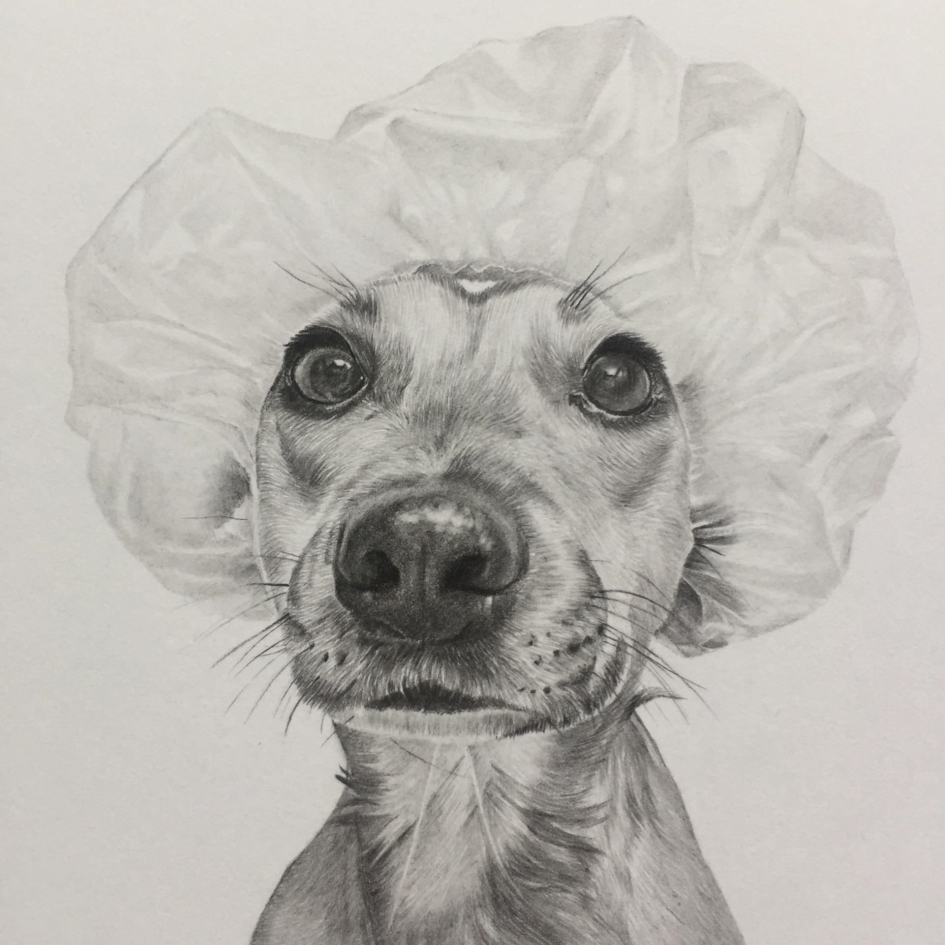 Millie | 4" x 4"