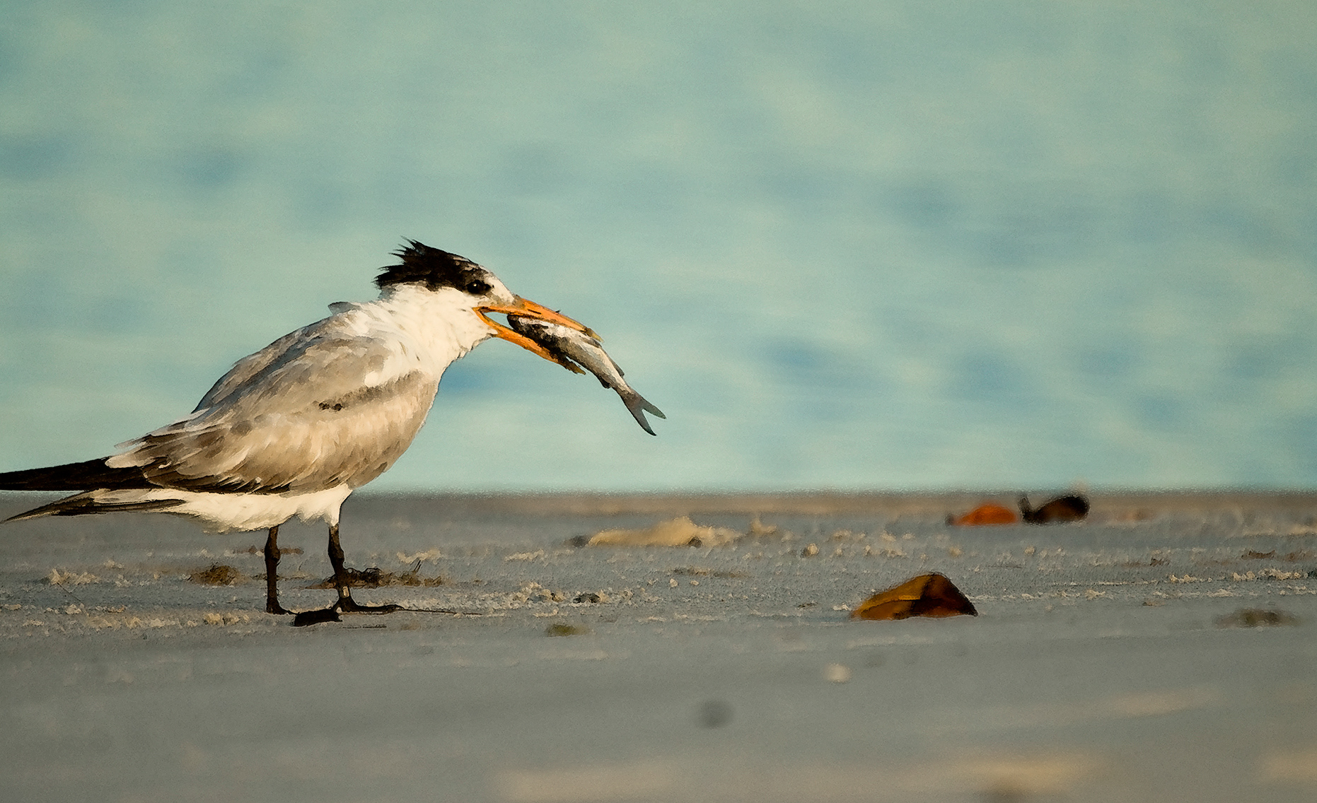 Royal Tern