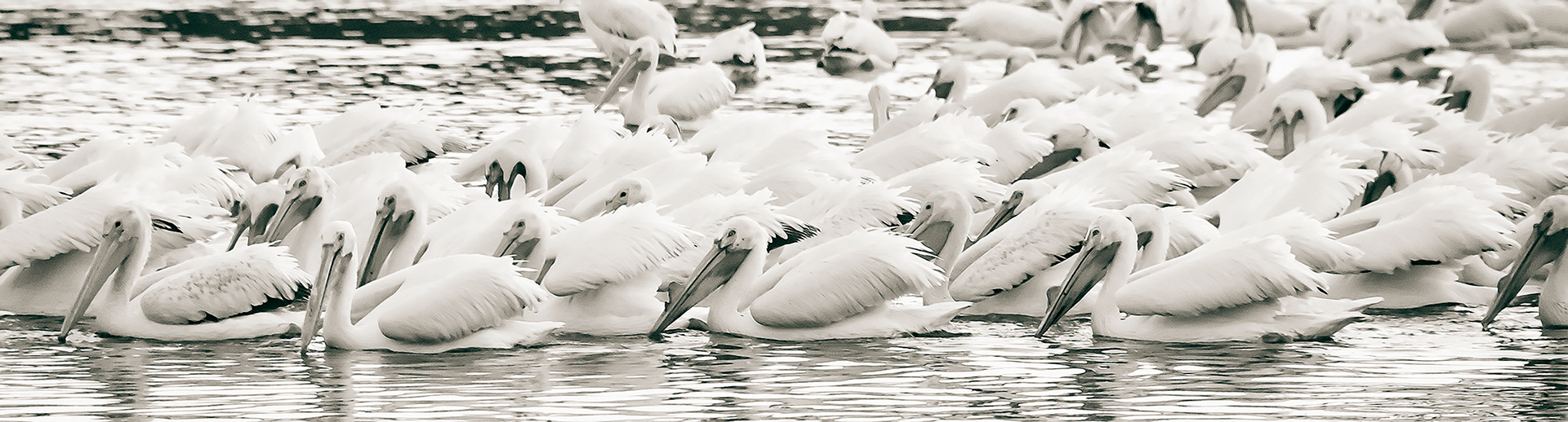 White Pelicans # 3