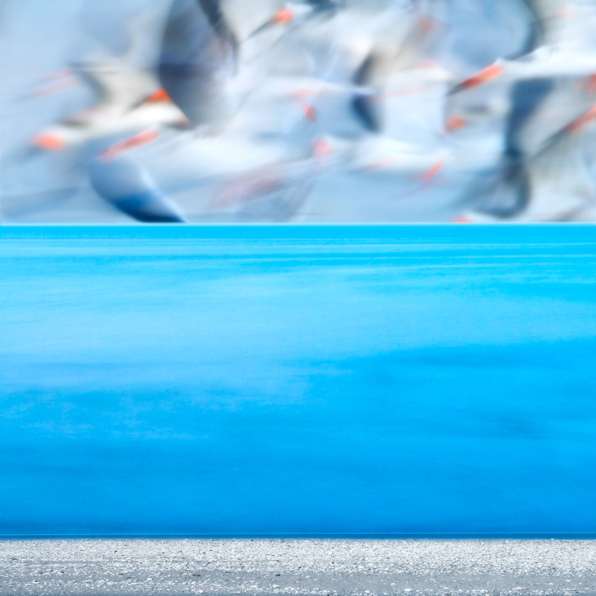 Skimmers Over Gulf