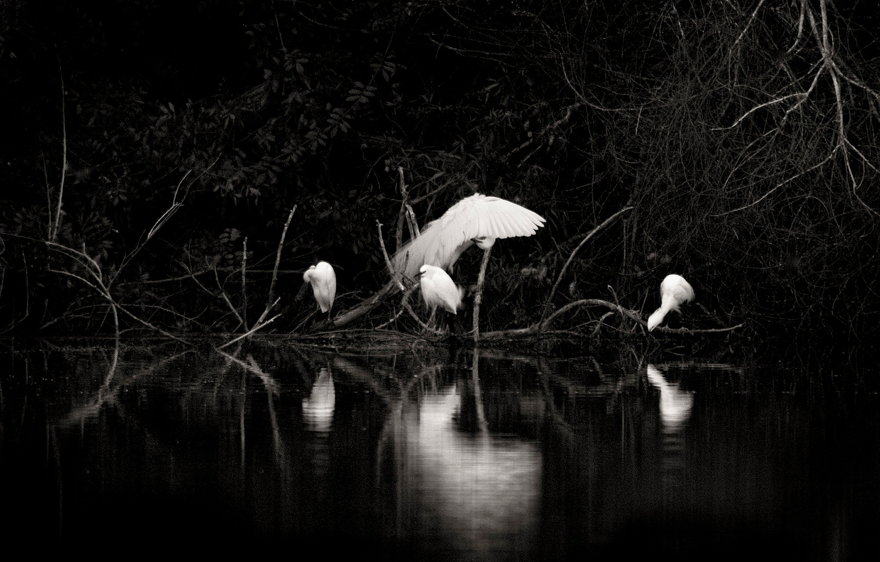 Egrets Night
